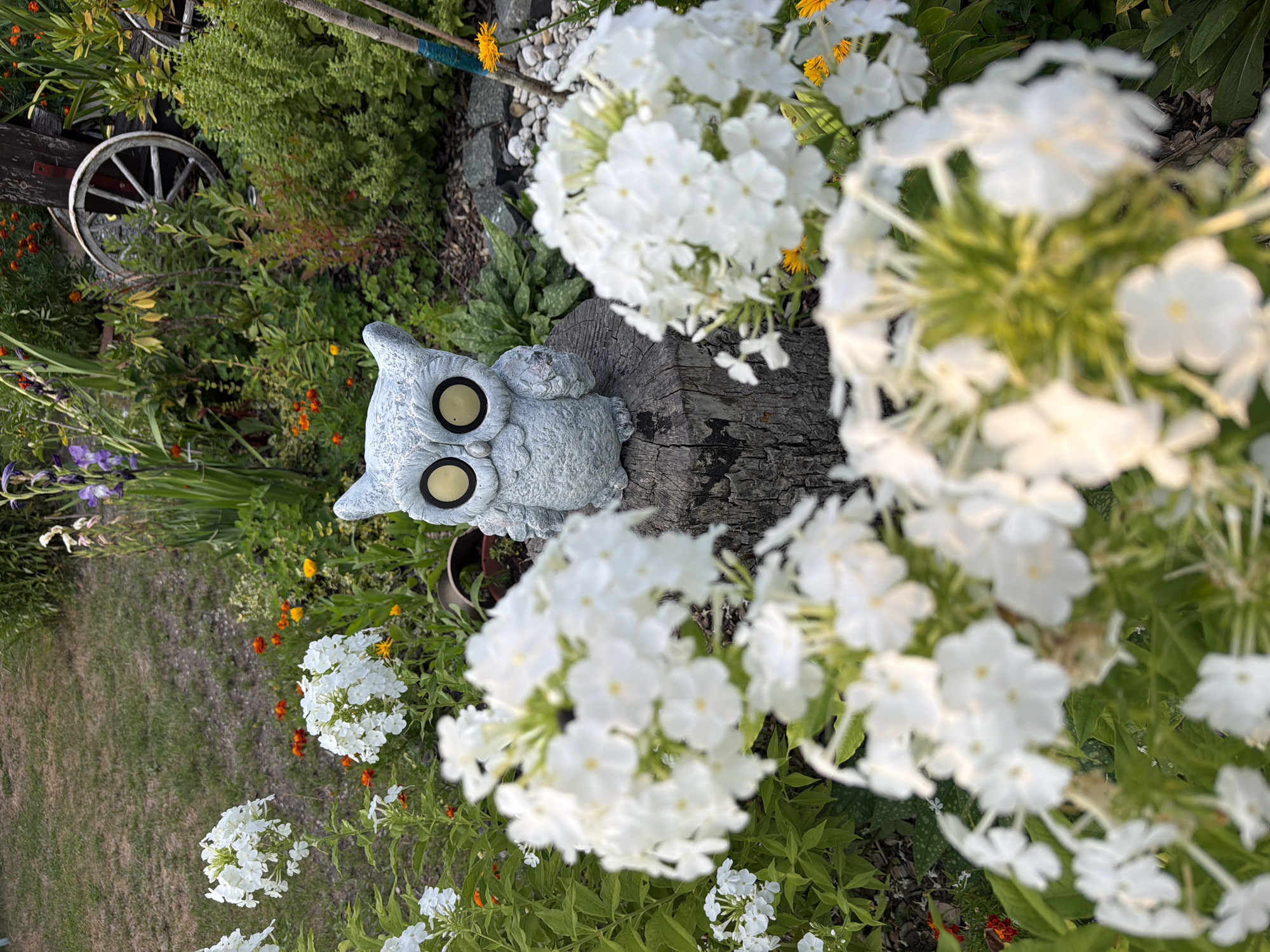 This is an outdoor garden scene in Bayreuth, Germany. In the foreground, several clusters of white phlox flowers are in sharp focus, with green foliage surrounding them. Behind the flowers, a light gray, concrete garden ornament shaped like an owl with large, yellow, circular eyes is perched on a rough-textured wooden stump. The owl appears to be stationary.
In the background, the garden continues with more greenery, various types of flowers in shades of orange and yellow, and a few purple iris blooms. A weathered wooden wagon wheel is visible leaning against a rustic wooden structure. The ground is covered with mulch and some stones. The overall lighting suggests it is daytime, possibly late afternoon or early evening due to the soft light.