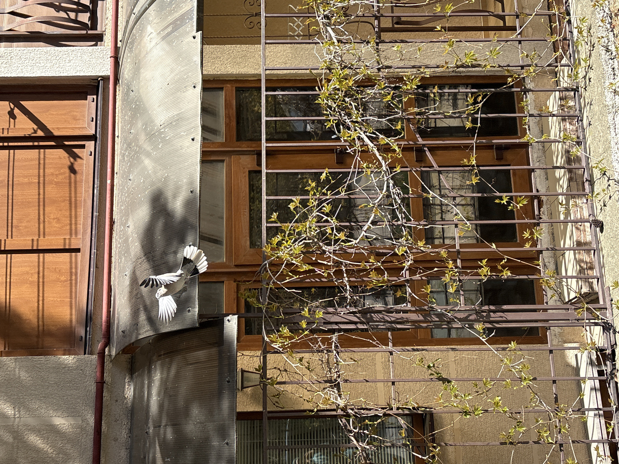 This image captures the sunlit exterior of a building in Gelendzhik, Russia, likely during daytime given the sharp shadows. A white bird with black markings on its spread wings is frozen in mid-flight on the left side of the frame. It appears to be flying past a curved, translucent, corrugated panel, possibly made of polycarbonate, which is affixed to the building. A thin, reddish-brown pipe runs vertically beside this panel.
The building's facade features multiple wooden-framed windows with dark panes that reflect ambient light and shapes. The walls are a light, textured beige or tan. A prominent dark metal trellis, possibly wrought iron, covers much of the building's surface, intertwining with nascent green leaves and bare branches, indicative of spring or early summer. On the far left, a wooden door or section of a door with horizontal paneling is visible, and an ornate metal balcony railing is partially seen at the top left. A small pinecone is caught within the trellis towards the bottom right. No text is visible.
