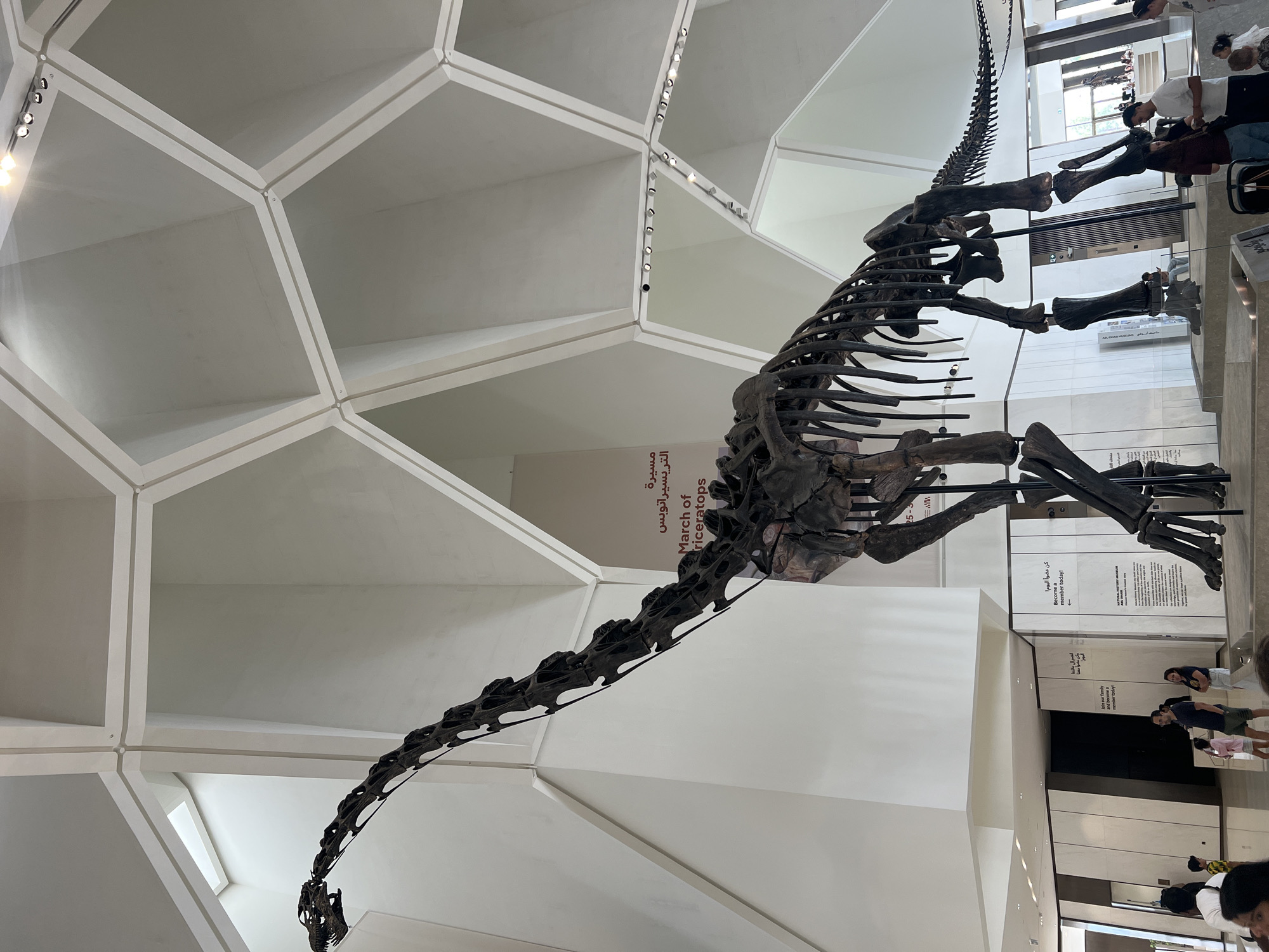 This image captures a large dinosaur skeleton, likely a sauropod, displayed in a museum with a distinctive geometric ceiling. The dinosaur's skeleton is prominently featured in the foreground, with its long neck stretching upwards and its tail extending towards the right side of the frame. In the background, several individuals are visible, appearing to be visitors or museum staff. One sign in the background, partially visible, contains Arabic text and the English phrase "March of Triceratops," indicating a potential exhibition or part of the museum's collection. Another sign on the right side of the frame reads "Become a member today!" and displays the "NATURAL HISTORY MUSEUM ABU DHABI" logo, confirming the location as the Natural History Museum in Abu Dhabi, United Arab Emirates. The museum environment appears spacious and modern, with bright lighting and clean architectural lines.