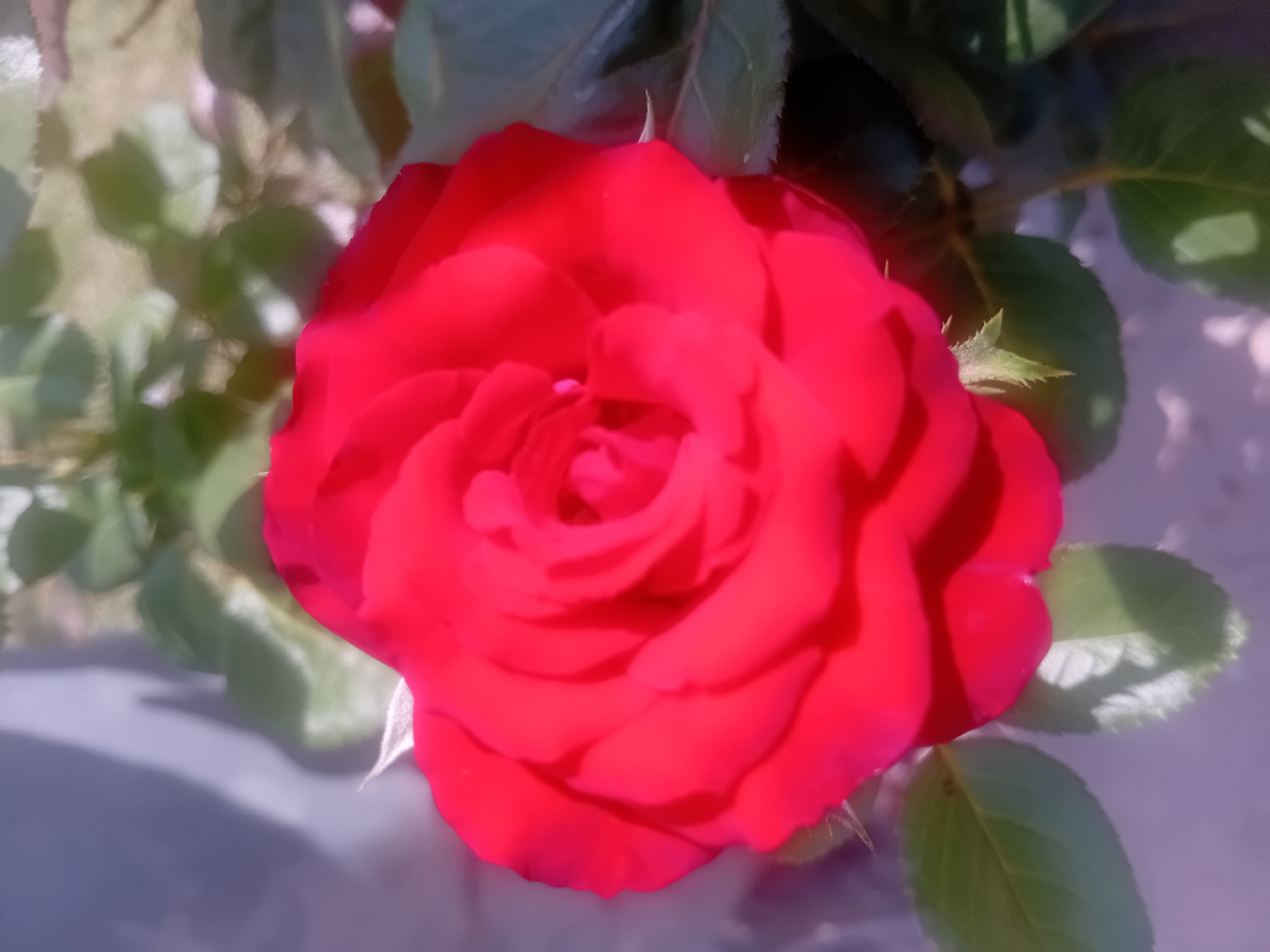 The image shows a close-up, slightly blurry view of a vibrant red rose in bloom. The rose is the dominant subject, occupying the center and right portions of the frame. Its petals are tightly furled in the center, opening outward to reveal a layered structure. Green leaves are visible around the rose, some in sharp focus and others blurred in the background. The lighting suggests it is daytime, with sunlight casting shadows and highlighting the rose's texture. The background is indistinct, featuring soft-focus greenery and a hazy, light-colored area that could be a wall or other structure. There are no people or animals visible in the image. The scene appears to be outdoors, in a garden or natural setting. The location is identified as Onikişubat, Turkey.