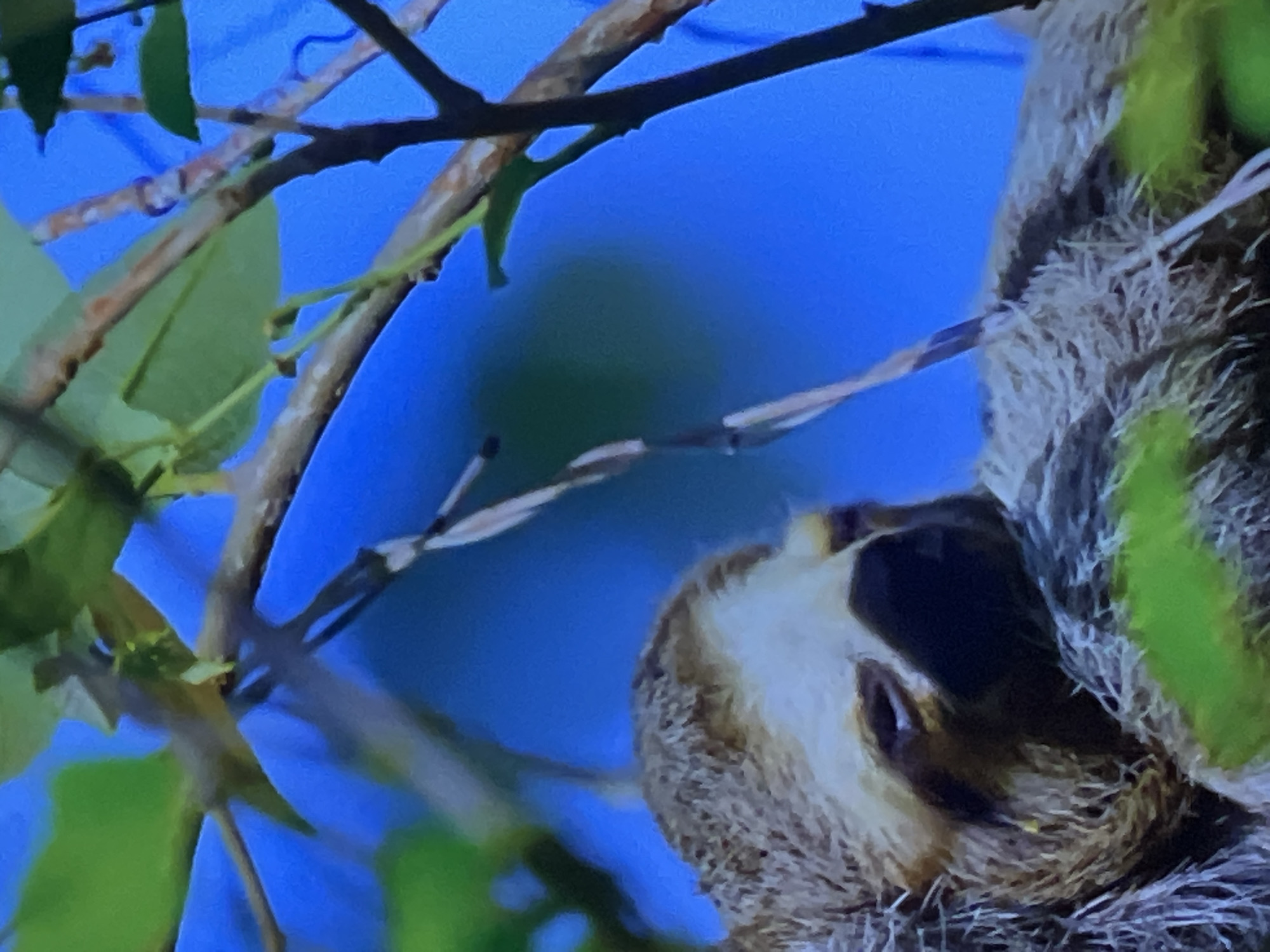 The image shows a close-up of a sloth hanging from tree branches against a bright blue sky. The sloth's fur is brown and gray, and its face is partially obscured. The branches are also brown, and some green leaves are visible. The image appears to be a photograph taken in a natural outdoor setting. There is no visible indication of the city of Casablanca, Morocco, or any urban environment.
