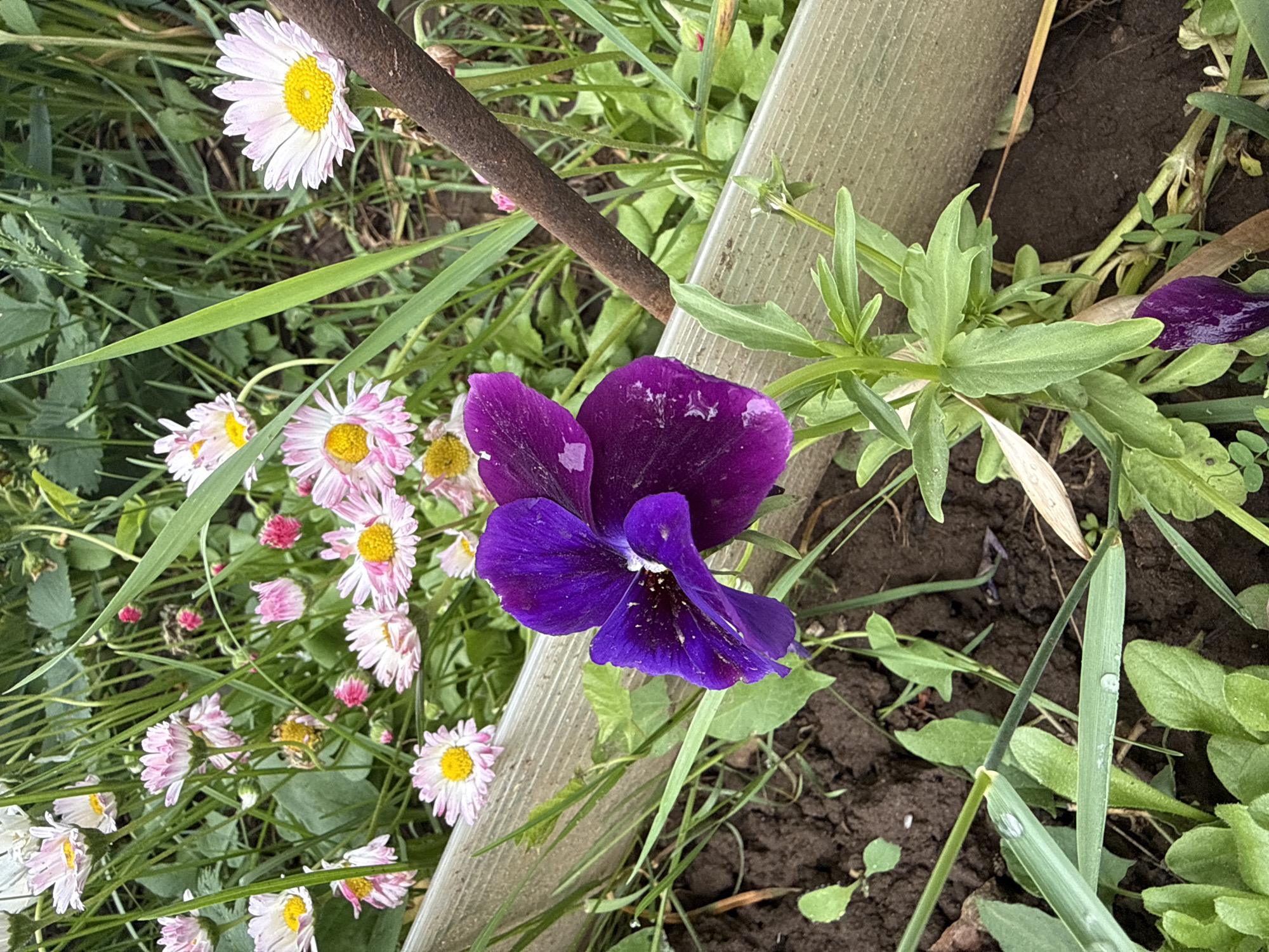 The image shows a close-up view of a garden. Dominating the center is a dark purple pansy flower in full bloom. To the left, there is a patch of small daisies, mostly pink and white, with yellow centers. Two thin, grey, garden-stakes intersect near the center of the frame. A brown metal stake is also visible. The soil appears moist and dark. Various green plants and grasses surround the flowers. No people are visible. The location is Chaikovsky, Russia.