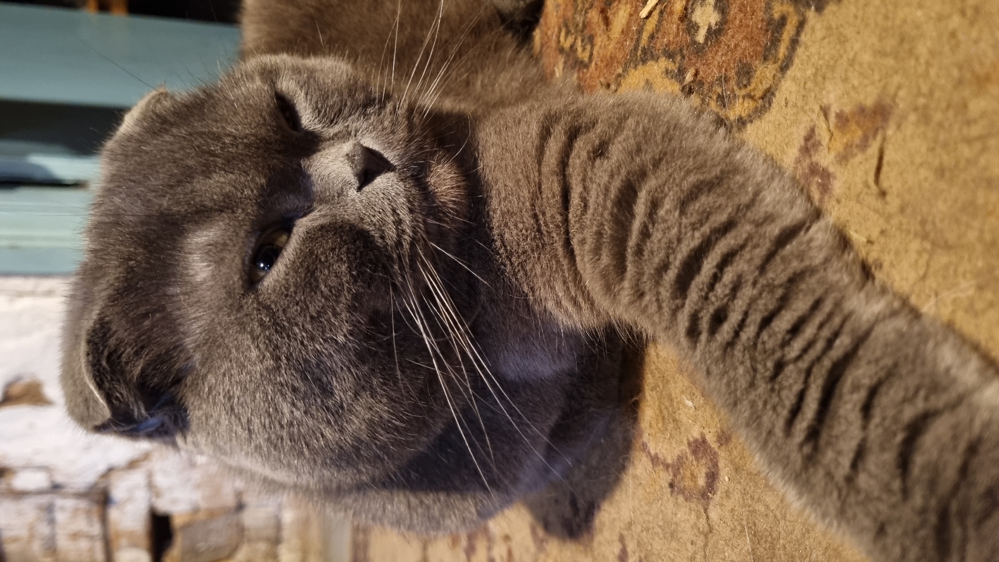 A close-up, low-angle shot focuses on the face and front leg of a grey Scottish Fold cat lying on a patterned carpet. The cat's ears are folded forward, and its eyes are partially closed, giving it a sleepy or disgruntled expression. Its whiskers are prominent against its grey fur. The cat's left front leg is extended forward, resting on the carpet. The background is blurred, showing what appears to be a brick wall and a portion of a teal-colored wooden door or cabinet. The lighting suggests it is indoors, possibly in a residential setting. The location of Vysokoe, Russia, is not visually depicted in the image.