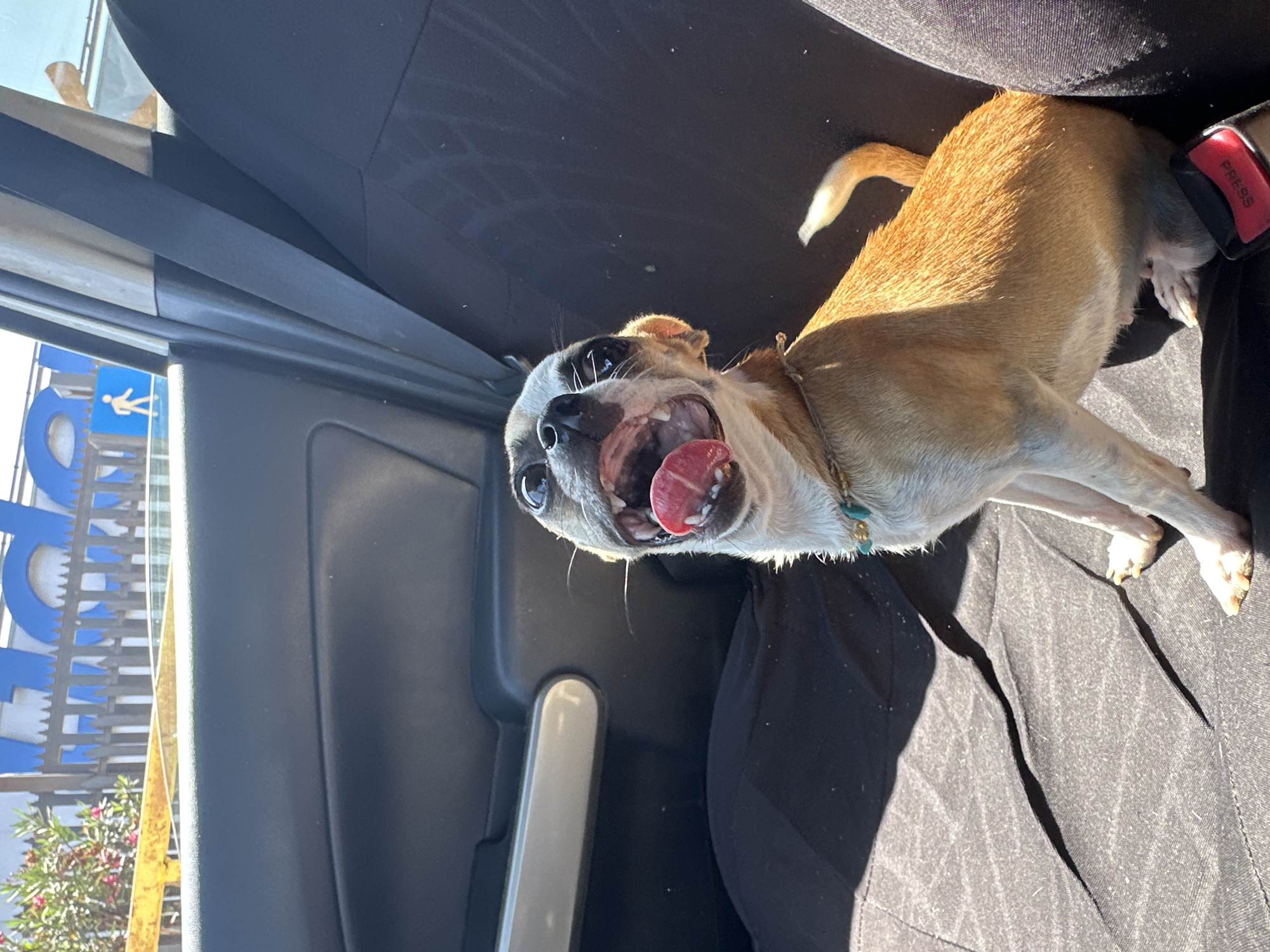 A small, tan and white Chihuahua dog is lying on a dark-colored car seat. The dog has its mouth open, revealing its pink tongue. It wears a turquoise beaded collar. To the left of the dog, part of the car door is visible with the window rolled down. Through the window, a sign can be seen in front of the "Balneario Municipal" in Arica, Chile. The scene is brightly lit with harsh sunlight.
