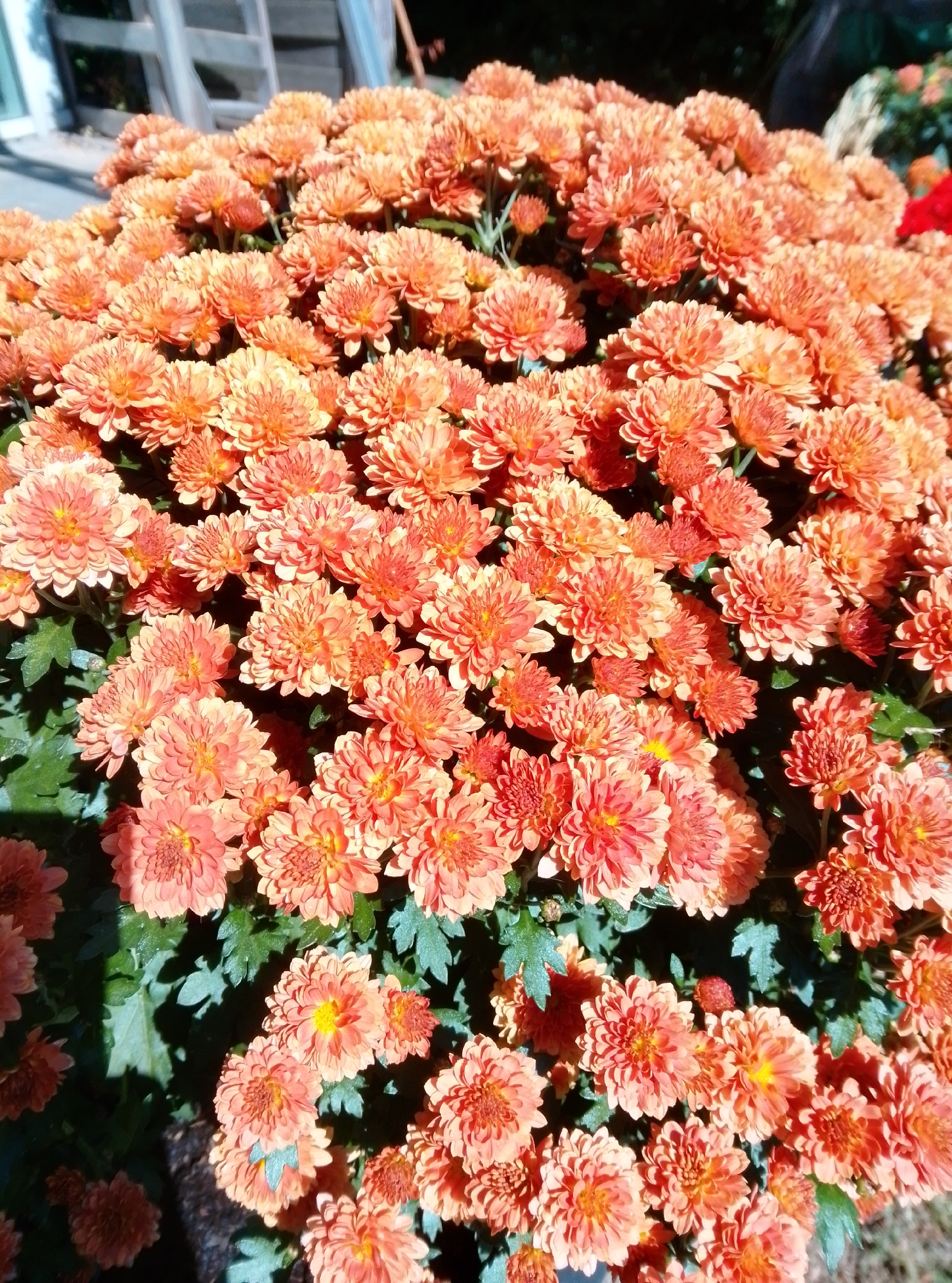 A close-up, overhead shot focuses on a dense cluster of bright orange chrysanthemums. The flowers are fully bloomed, with many layers of delicate petals, and a few have a yellow center. The leaves are a dark green, providing a backdrop to the vibrant blooms. The lighting suggests it is daytime, with shadows cast on some of the leaves and flowers, indicating sunlight filtering through. The background is blurred, but hints of a wooden fence and possibly some greenery can be discerned. The image does not contain any discernible elements that would allow for a specific location within Hamburg, Germany to be identified.