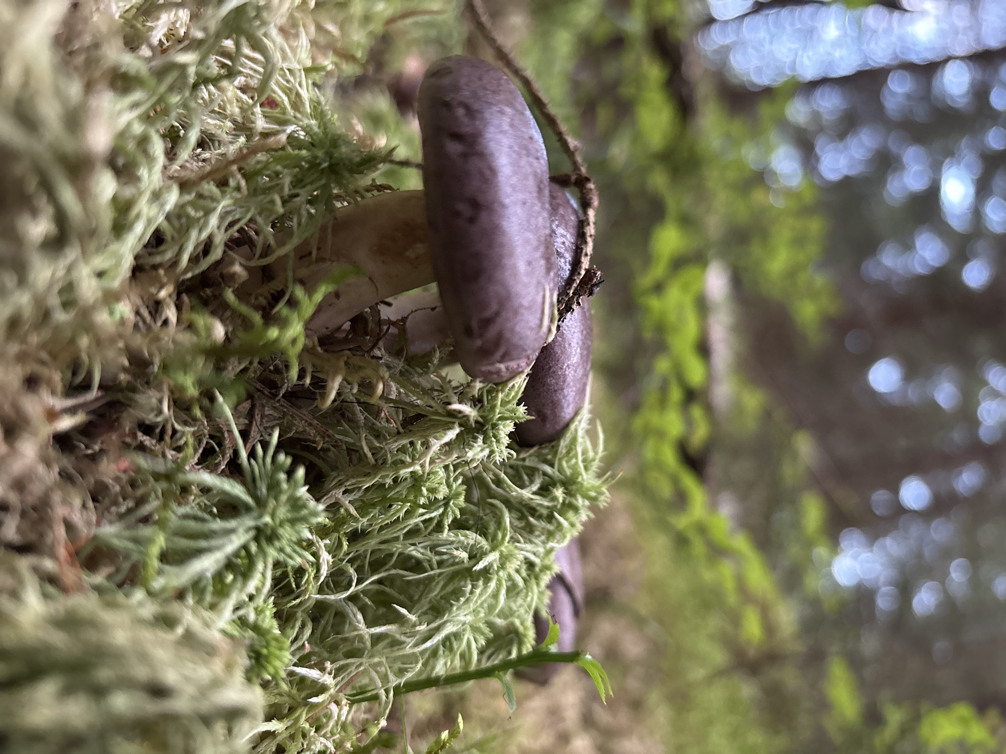 This is a close-up, low-angle shot of several small, dark brown mushrooms growing amongst lush green moss in a forest environment. The focus is on the mushrooms and the intricate textures of the moss. The background is softly blurred, showing green foliage and dappled sunlight filtering through trees. The image was taken in Savonlinna, Finland.
