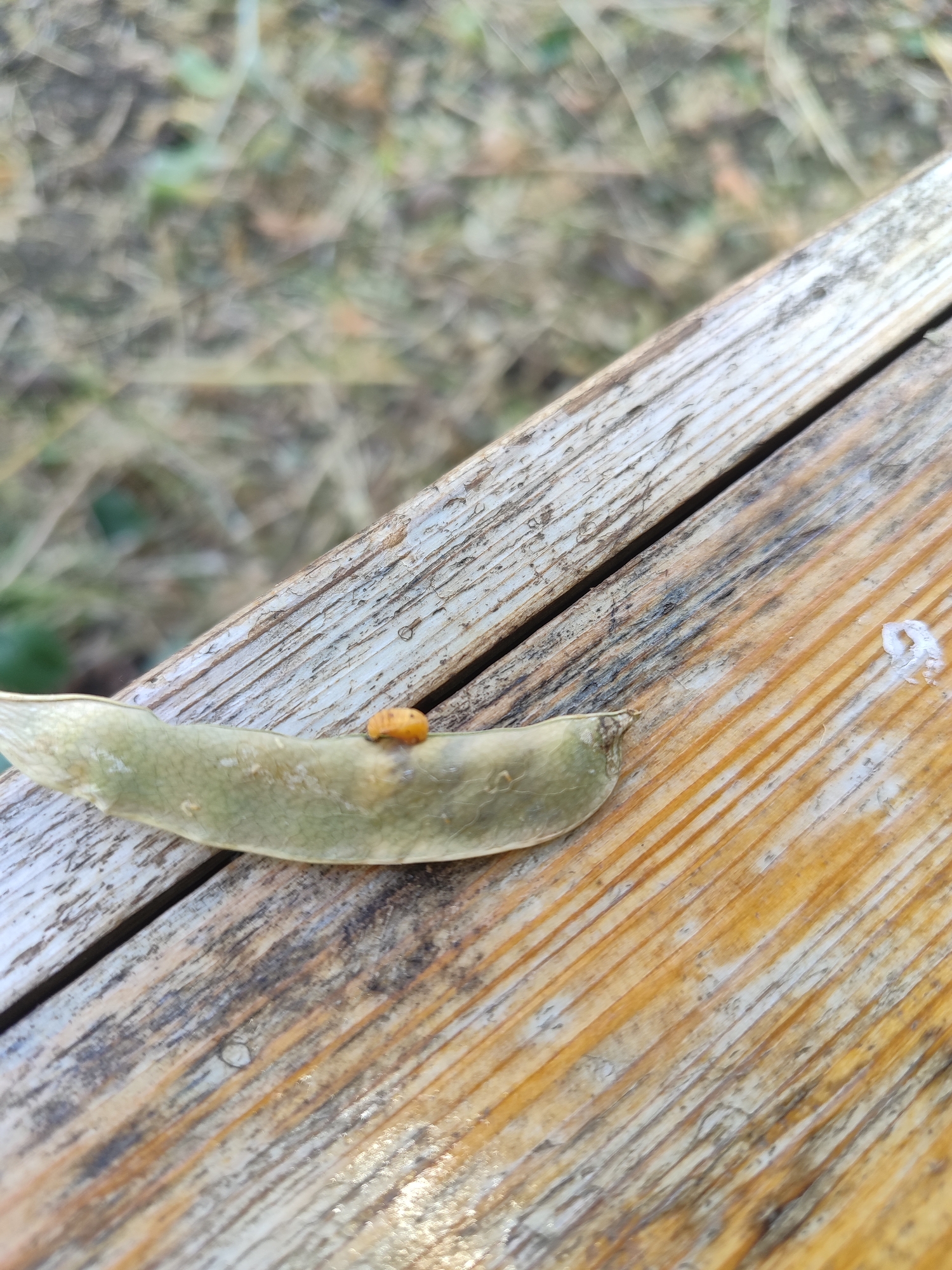 A single, small, orange, oval-shaped insect, possibly a ladybug larva, is positioned on a dried, green, bean pod. The bean pod rests diagonally across a weathered wooden surface, likely part of outdoor furniture or a boardwalk. The wood exhibits a grain pattern and shows signs of age and exposure to the elements, with some lighter and darker patches and faint white residue on the right side. The background is out of focus, suggesting a natural environment with hints of dry vegetation and soil. The image was captured in Novosamarka, Ukraine.
