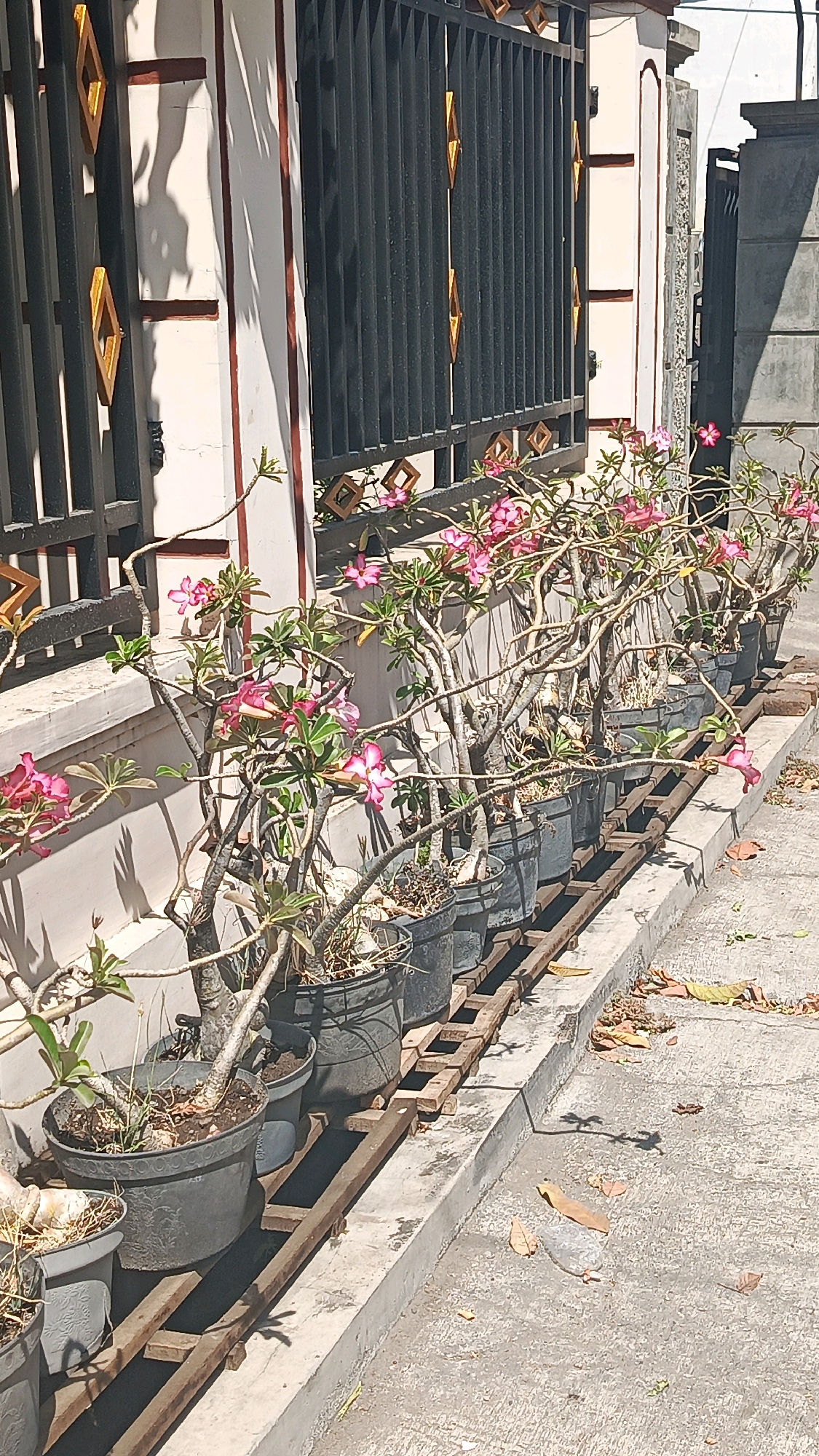 In Ronowijayan, Indonesia, an outdoor scene showcases a row of potted desert rose plants with vibrant pink flowers, lined up along a concrete walkway. The plants are housed in dark gray plastic pots, which are elevated on a metal rack to allow for air circulation. Behind the plants, a light-colored wall with a dark metal fence serves as a backdrop. The fence features decorative diamond-shaped accents in a metallic gold color. Sunlight casts shadows from the fence and plants onto the wall and ground, indicating a bright, sunny day. Fallen leaves are scattered on the concrete. The scene appears to be in front of a residential property, suggested by the house wall and fence.