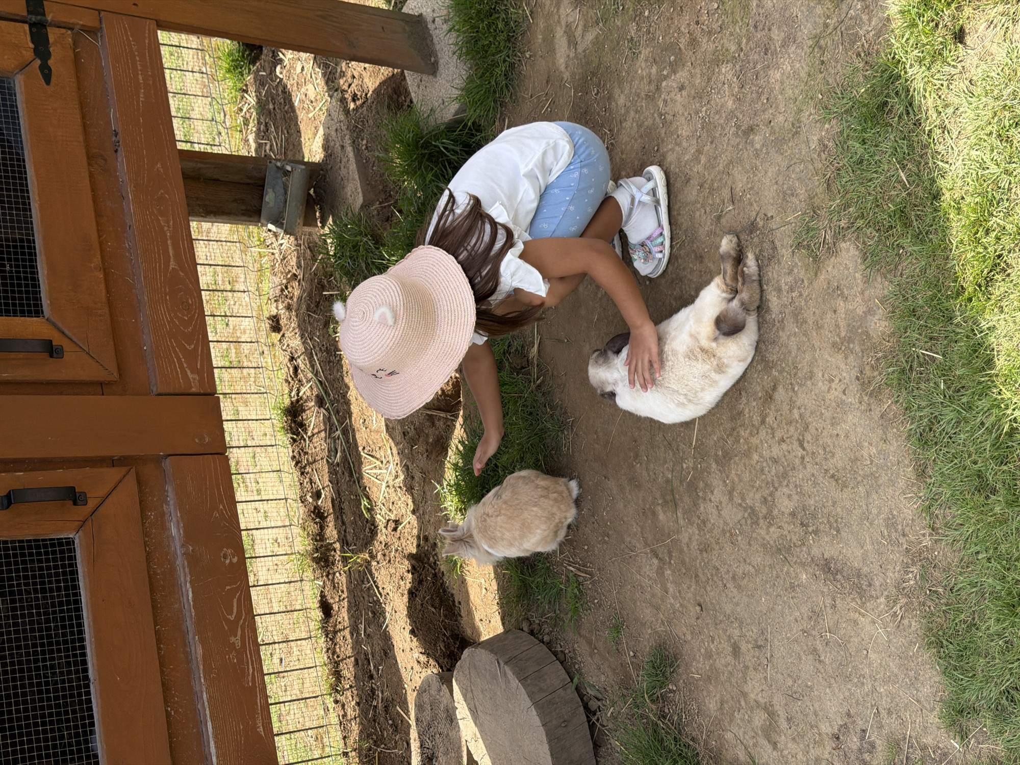 A young girl wearing a pink straw hat with bunny ears and light blue shorts is crouching on the ground, interacting with two rabbits. One rabbit, predominantly white with brown patches, is lying on its side, and the girl's hand is resting on its fur. The second rabbit, a light tan color with a white tail, is sitting a short distance away, and the girl's other hand is extended towards it. The ground is a mixture of dirt and patchy grass. In the background, there's a wooden structure with wire mesh, resembling an enclosure or hutch, and a concrete feeder attached to a wooden post. The scene appears to be outdoors, possibly a petting zoo or farm.