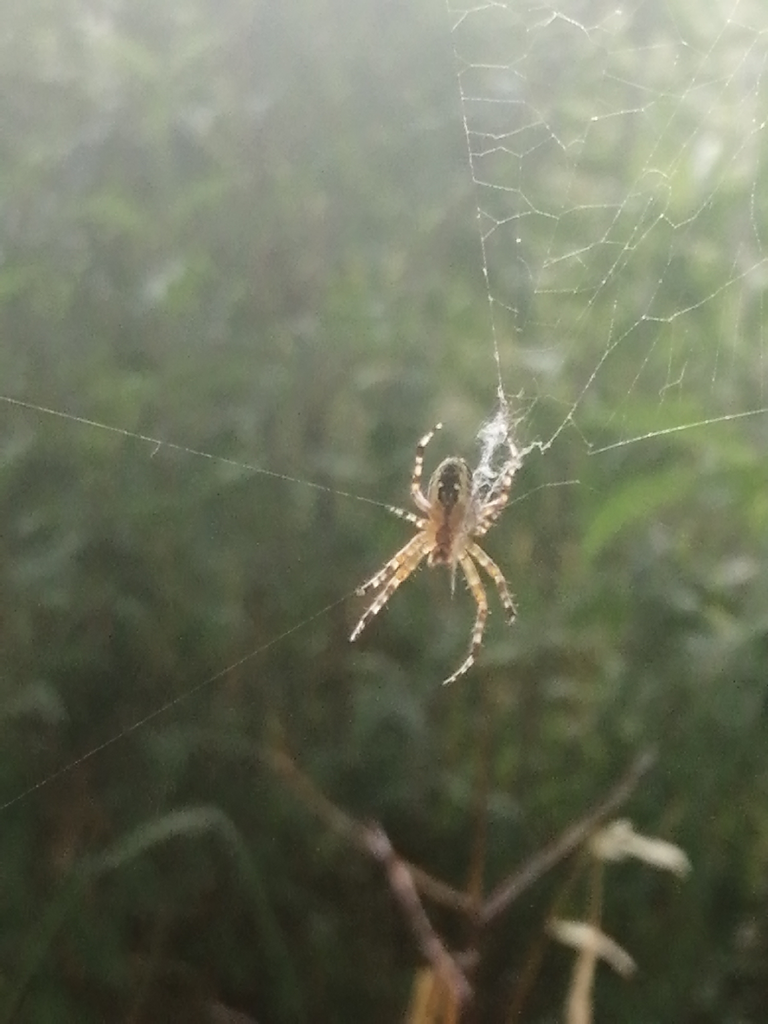 A spider is suspended in the center of its web, which is strung between two unseen points. The spider is light brown with dark markings on its abdomen and legs. Its legs are extended, and it appears to be in a resting position. The web is intricate, with fine threads radiating outwards from a central point. The background is a blur of green foliage, suggesting an outdoor setting, possibly a garden or a natural area within the city of Slonim, Belarus. The lighting is soft and diffused, hinting at an overcast day or early morning mist.