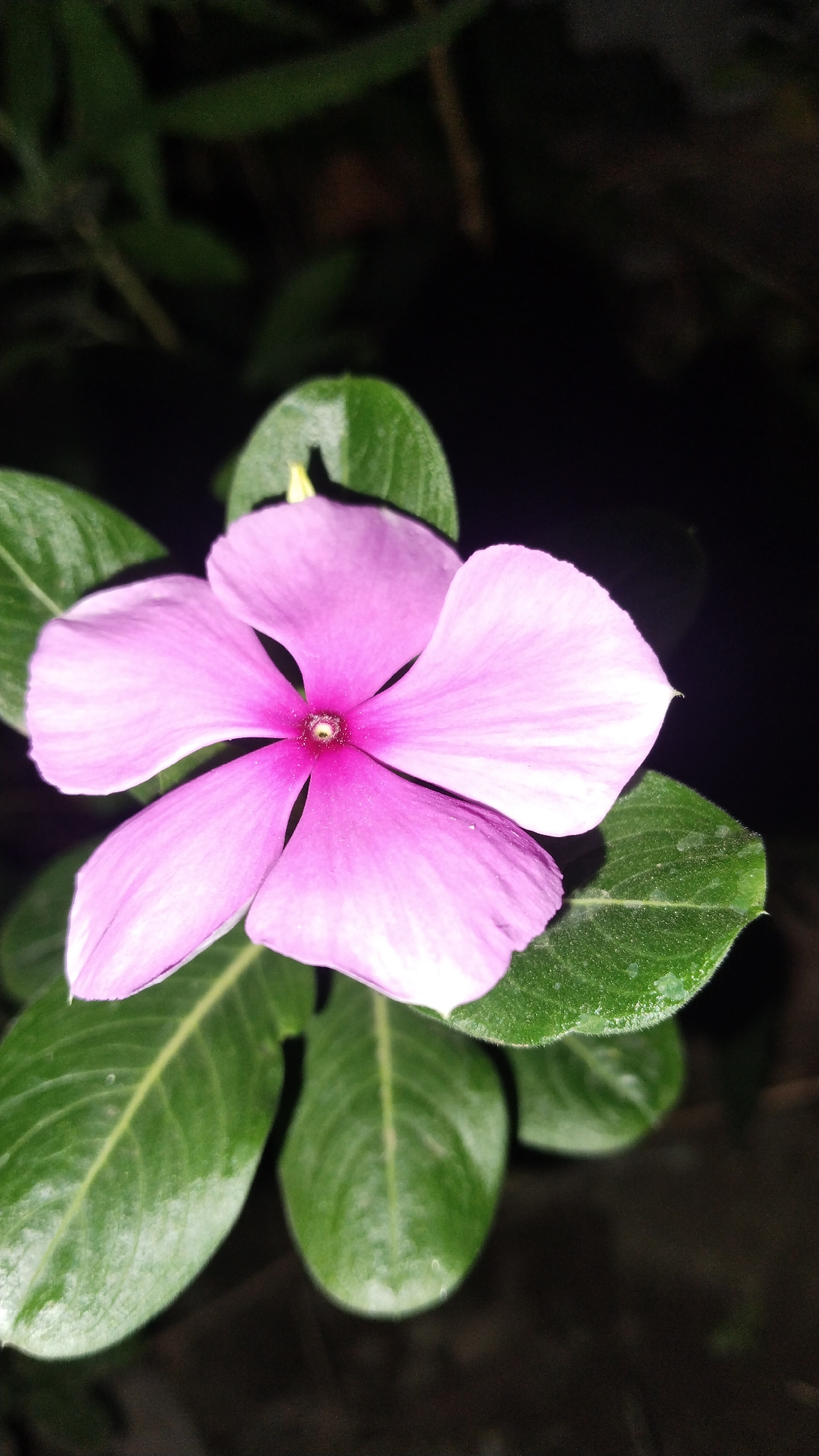 A single, vibrant pink periwinkle flower is the central subject of this close-up photograph, set against a dark, out-of-focus background. The flower displays five delicate petals, arranged symmetrically around a small, reddish-pink center. The petals are slightly translucent, with subtle variations in shade and texture. Several lush green leaves surround the bloom, some of them catching the light and appearing slightly glossy. The overall impression is one of natural beauty, with the dark background enhancing the brilliance of the flower and its foliage. The image was taken in the city of Buduan, Indonesia.
