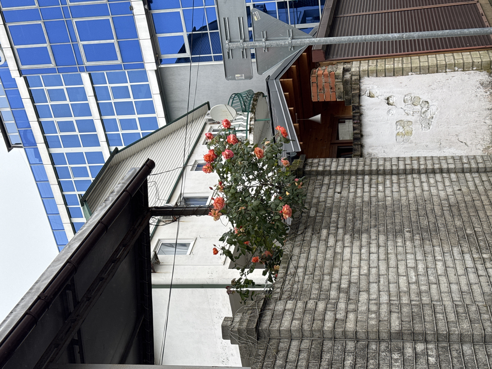 The image captures an urban scene likely in Sochi, Russia. It features a street view looking up at a cluster of buildings and infrastructure. In the foreground is a section of a grey concrete tiled roof or street level with a rose bush bearing pink and orange flowers extending towards a white building with windows. Overhead, a grey metal street sign and a utility pole with wires are visible. A white building with a satellite dish and a clothesline are attached. Behind that, a brown corrugated building and a white crumbling wall with brick elements are featured. In the background is a modern building with a grid of blue glass windows, reflecting the sky.