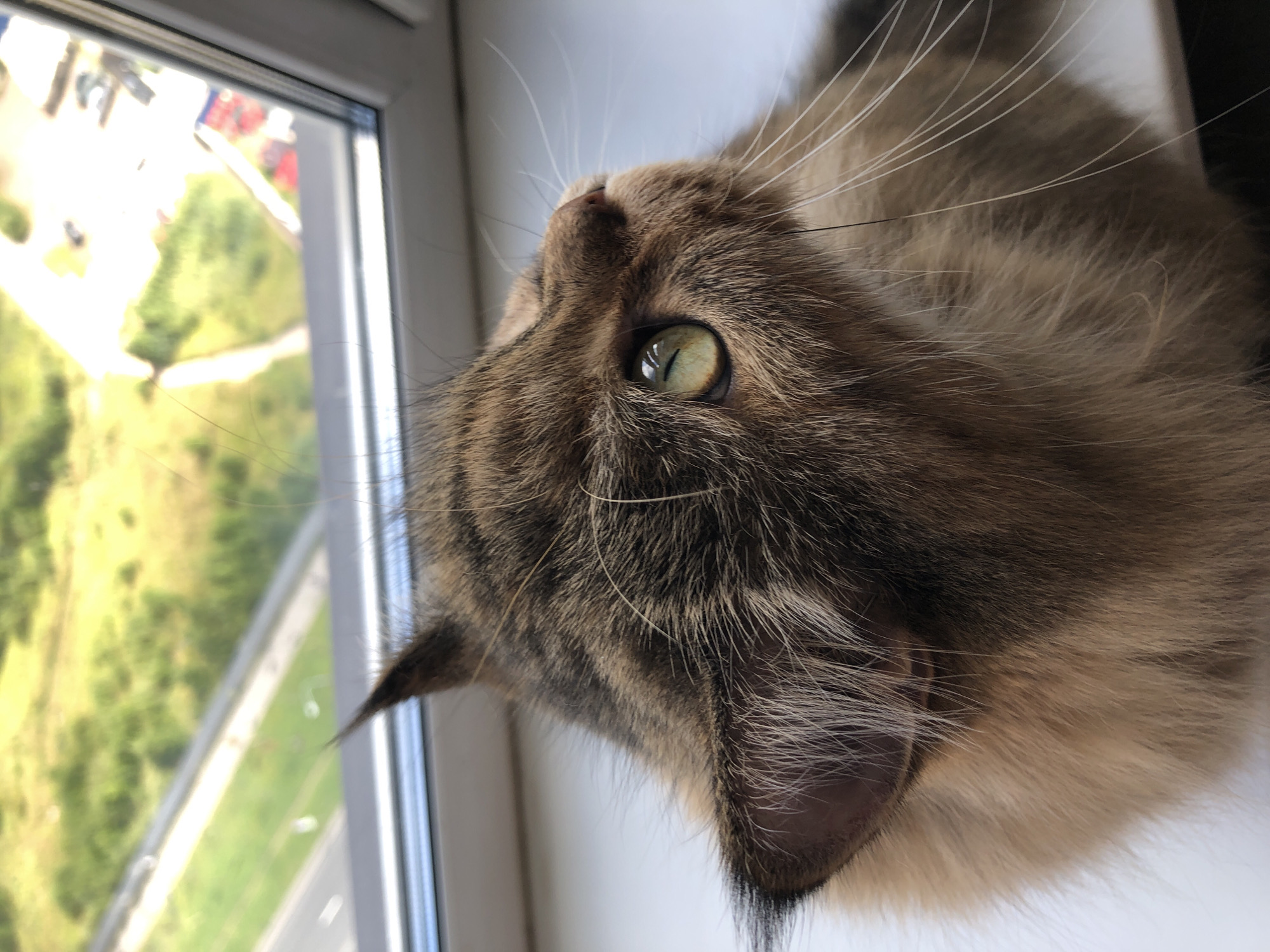 A close-up shot shows the head of a brown tabby cat looking out a window. The cat has green eyes and long whiskers. Outside the window, a blurred view of trees and a road can be seen. The setting appears to be a residential area.