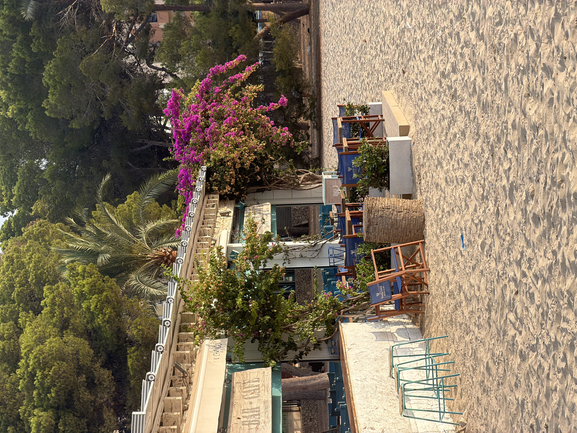 The image depicts a beachfront cafe in Magaluf, Spain, under a clear sky. The cafe has a light-colored exterior with a white awning and a decorative wooden facade along the roofline. Bright pink bougainvillea drapes over the cafe's roof, creating a vibrant contrast with the green trees behind it. Outside the cafe, several wooden chairs with blue fabric seats, some featuring the "Fever-Tree" logo, are arranged on the sand. A cylindrical, woven decorative object stands near some of the chairs. Three tall, light green metal stools are positioned against a textured white wall to the left of the cafe. The ground is covered in light brown sand, showing footprints and scattered debris. The background is dominated by dense green trees and a palm tree, suggesting a tropical or Mediterranean setting. No people are visible in the scene.