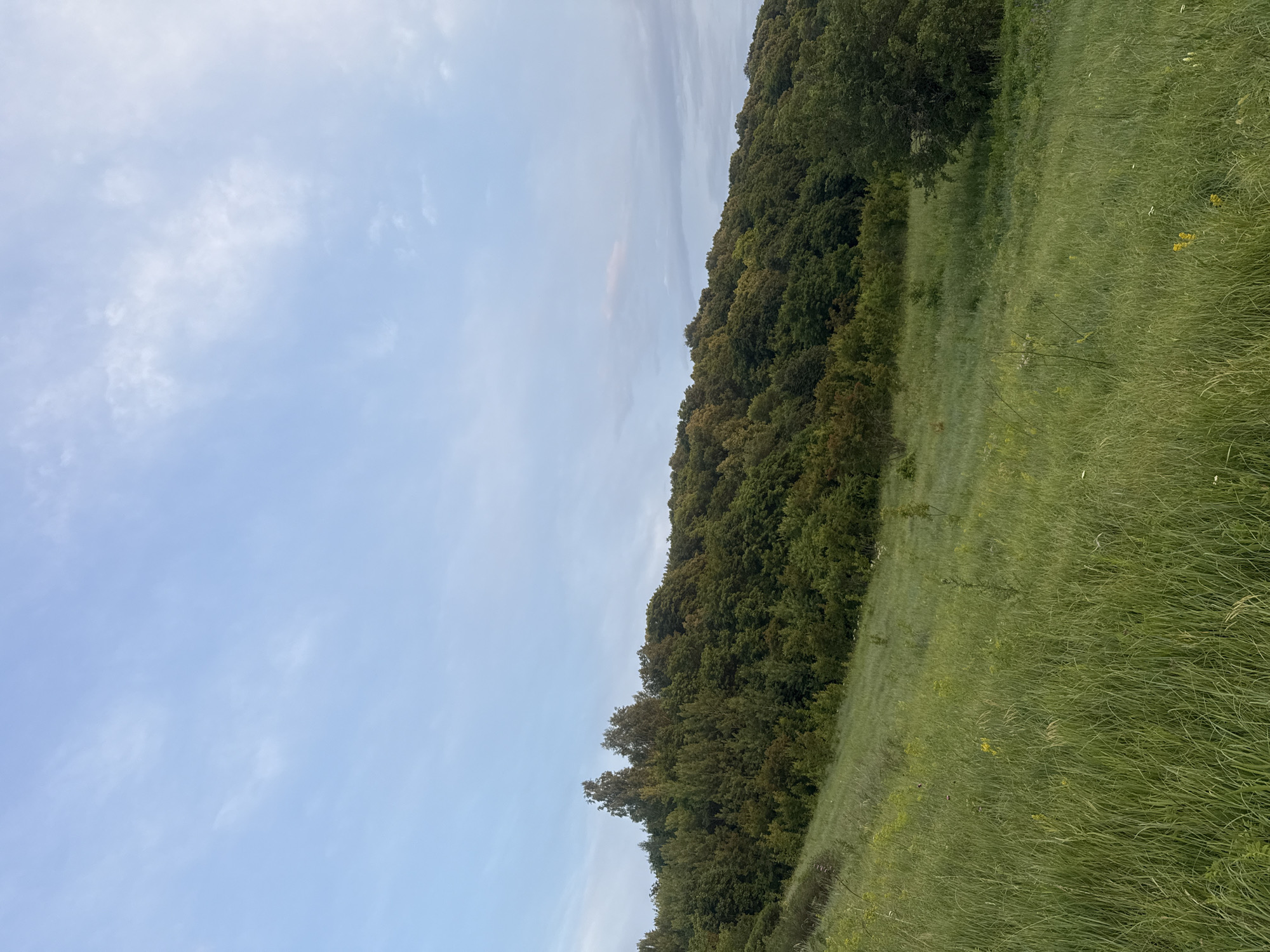 The image shows a natural landscape, possibly a park or a rural area, in Lbishche, Russia. The scene is dominated by a lush green grassy hill that slopes upwards towards a dense forest. The sky above is a soft blue with scattered wispy clouds, suggesting either early morning or late afternoon light. There are no people or man-made structures visible in the frame, emphasizing the natural beauty of the environment. The grass is tall and wild, with some scattered yellow wildflowers adding pops of color. The trees in the background are a mix of deciduous and possibly some coniferous varieties, creating a textured and varied canopy that covers the undulating terrain. The overall impression is one of tranquility and untouched nature.