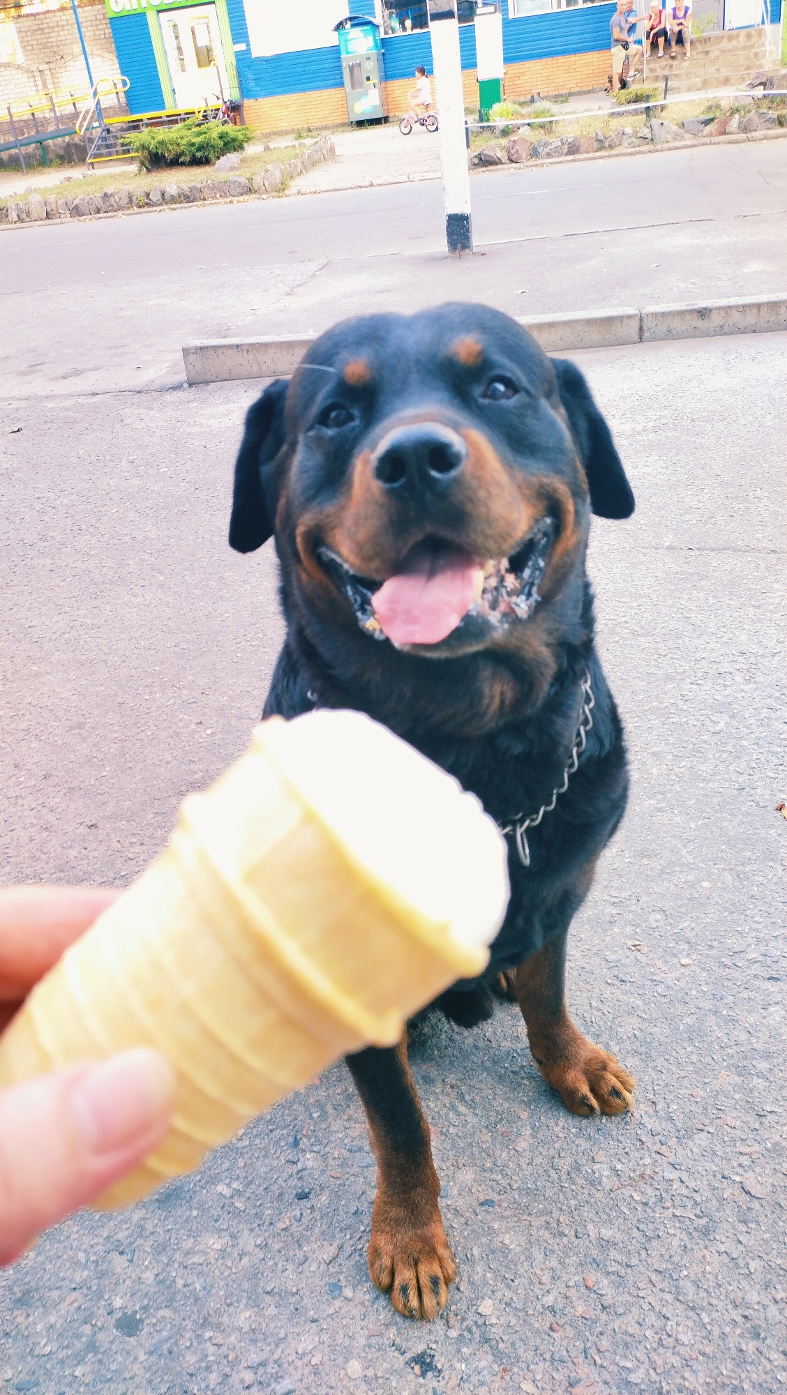 A Rottweiler dog is sitting on an asphalt street, looking up at an ice cream cone held by a human hand in the foreground. The dog is black with tan markings and has its mouth open, showing its tongue. The background shows a blue and white building with a yellow railing, a sidewalk, and a street with some people in the distance. One person is riding a bicycle. The location is identified as Horishni Plavni, Ukraine.