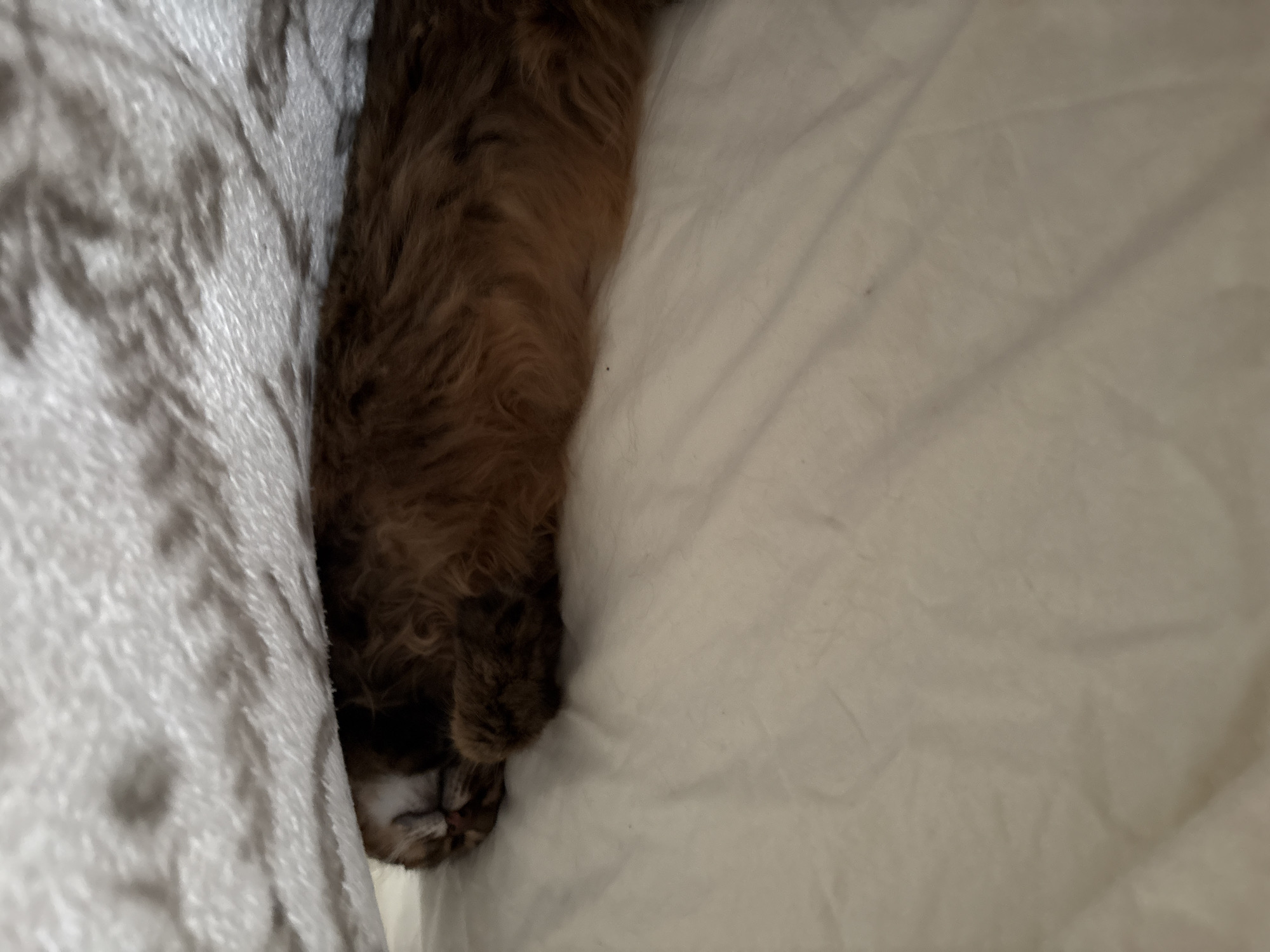 An overhead, medium shot shows a brown cat sleeping under a white blanket, which is draped over it and a light-colored surface that appears to be a bed. The cat's head is visible, tucked under the blanket, with its eyes closed and its nose and mouth pressed together. Its fur is a rich brown color, and its paws are curled up. The blanket has a soft, plush texture, and the background is a plain, wrinkled white fabric. The scene is intimate and peaceful, conveying a sense of warmth and comfort. There is no information to determine the location in Kyiv, Ukraine.