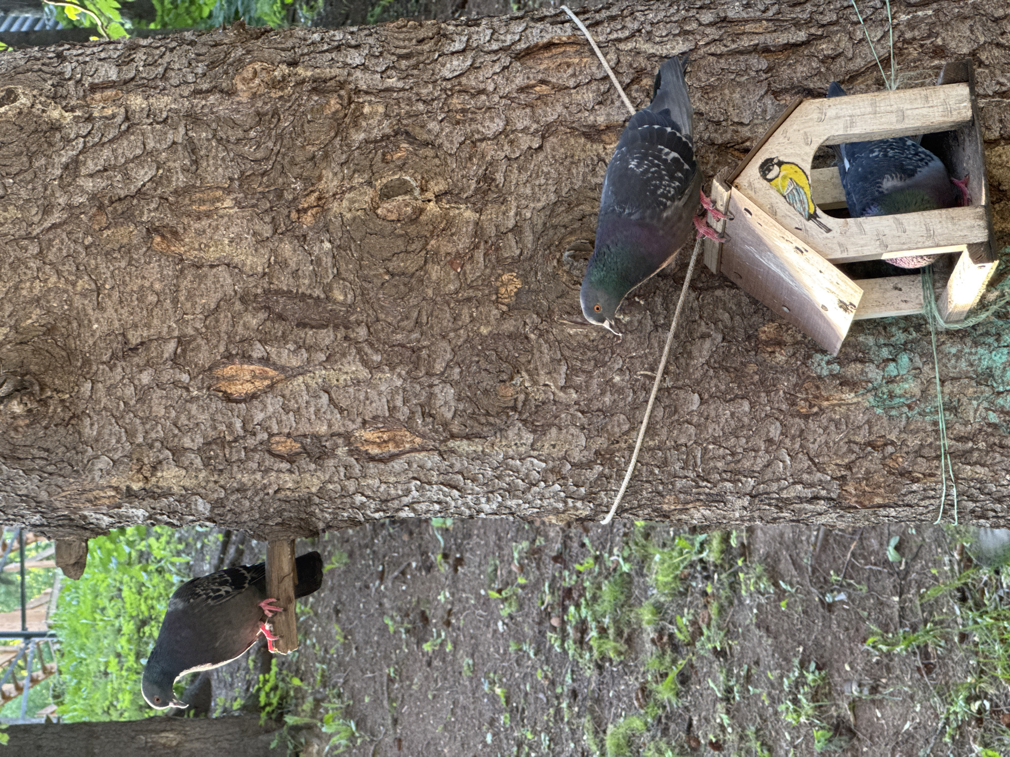 The image depicts a close-up view of a large tree trunk with rough bark. Two pigeons are present in the scene. One pigeon is perched on a wooden branch attached to the tree in the upper left quadrant of the image. The second pigeon is near a small, rustic wooden birdhouse that is also attached to the tree trunk, slightly below and to the right of the first pigeon. The birdhouse has a painted image of a yellow and black bird on its roof. A third pigeon is partially visible inside the birdhouse. A rope is tied around the tree trunk, passing horizontally across the lower part of the frame, and another piece of green twine is tied around the birdhouse and the tree. The background shows a blur of green foliage and brown earth, suggesting an outdoor, possibly park-like, setting. The lighting suggests it is daytime, with sunlight casting shadows. The location is specified as a city park in Izhevsk, Russia.