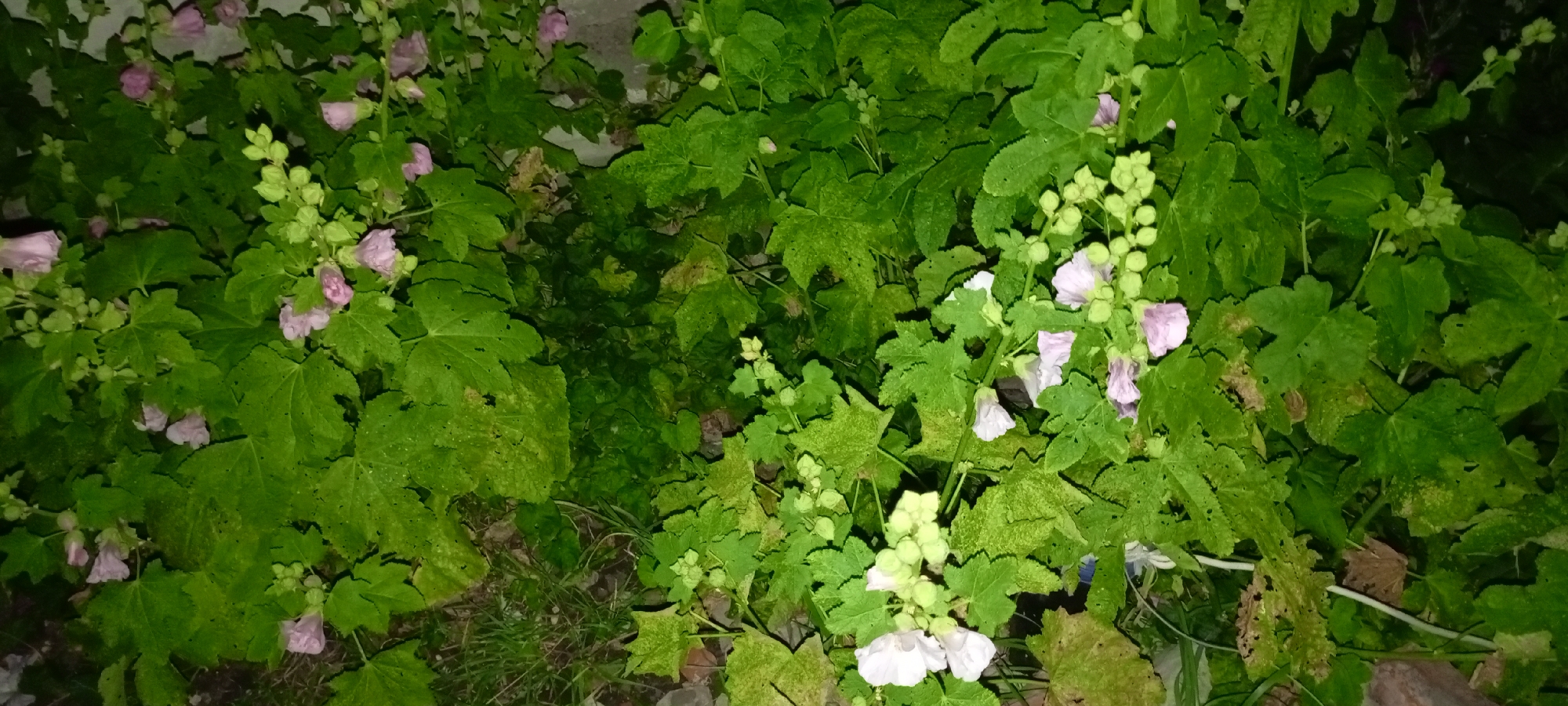 The image depicts a close-up view of a patch of green plants with light pink flowers. The plants have large, lobed leaves, and the flowers are arranged in clusters along the stems. Some of the flowers are in full bloom, while others are still in bud. The background is dark and appears to be a natural setting, possibly a garden or a wild area. There are no people visible in the image. The scene is consistent with a photograph taken in Kirsanov, Russia, as it could depict local flora.