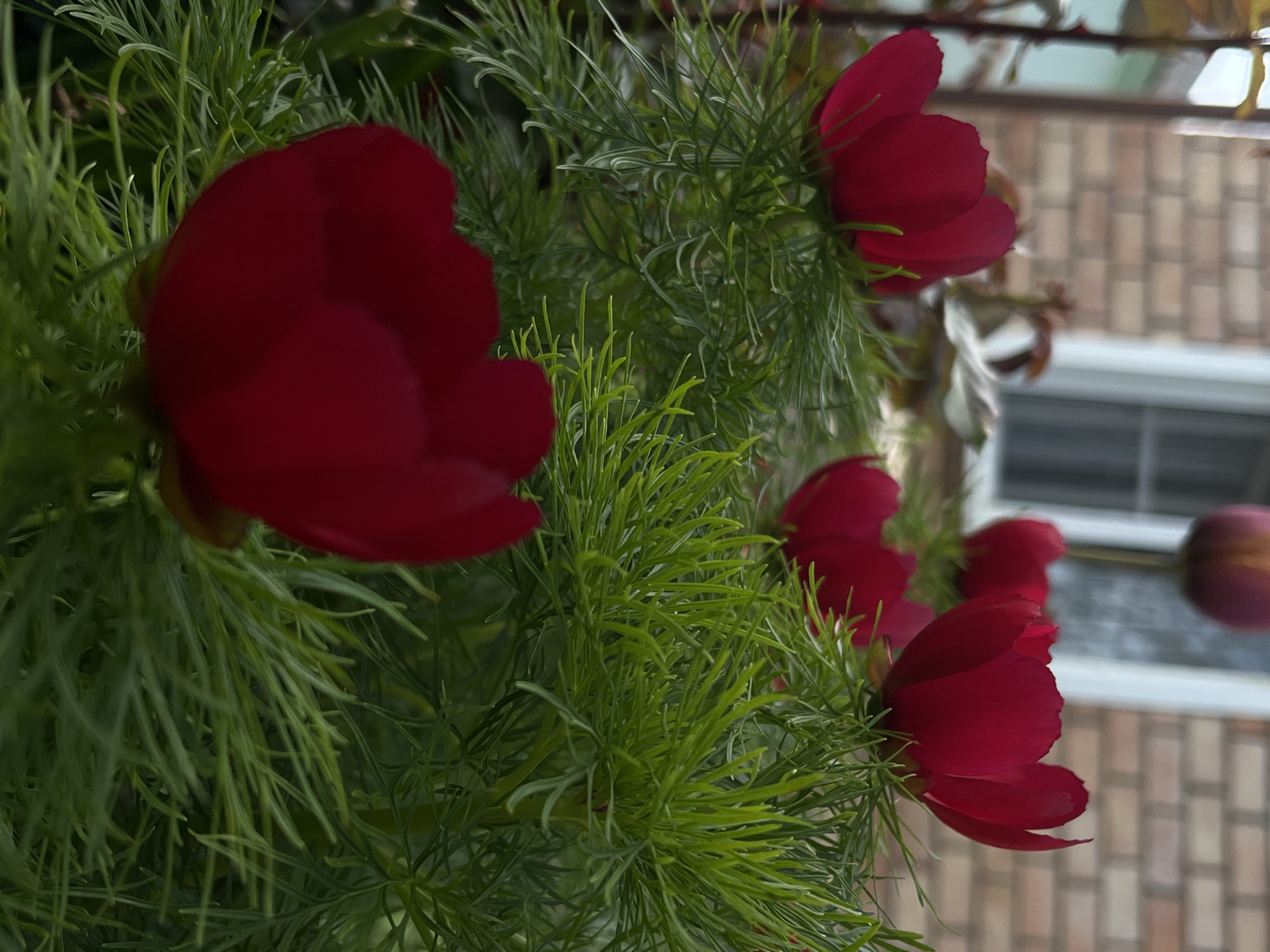A close-up shot focuses on several vibrant red flowers with delicate petals amidst a backdrop of fine, feathery green foliage. The flowers are arranged in a slightly offset line, receding into the background. Behind the flowers, the blurry outline of a brick wall and a window with multiple panes are visible, suggesting an exterior setting. The location is unspecified but the prompt implies it's in Novopokrovskaya, Russia.
