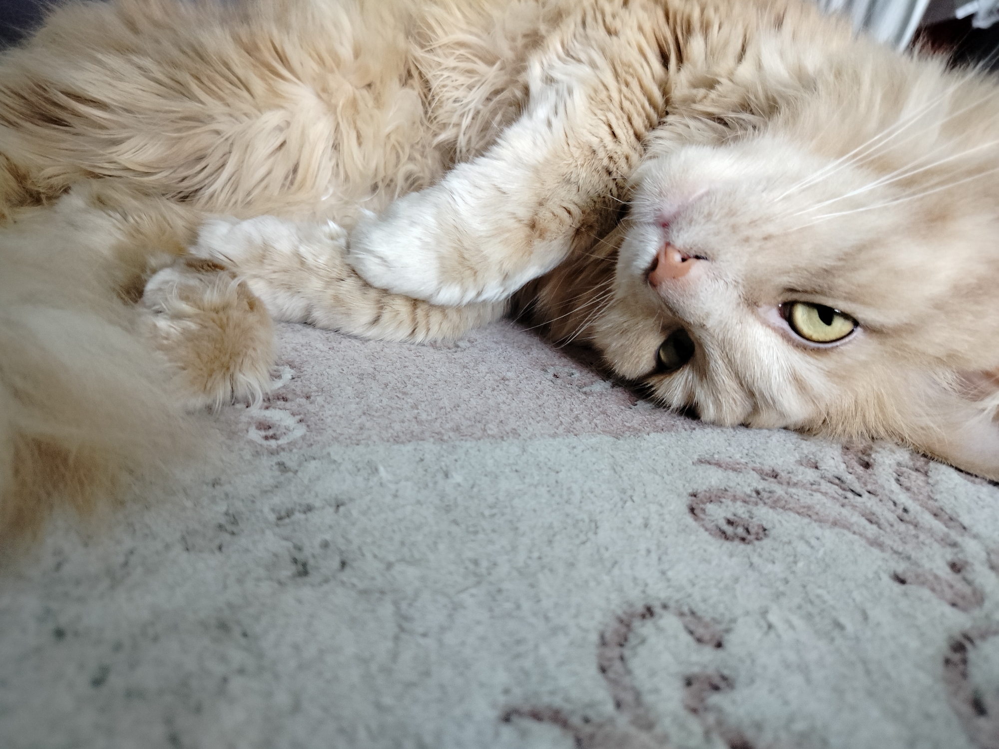 The image is a close-up, slightly angled shot of a light orange, fluffy cat lying on its back on a carpet. The cat's head is tilted, and one paw is resting over its chest. The cat's eyes are partially open, and its nose is pink. The carpet appears to have a light-colored background with a subtle pattern. The lighting suggests an indoor setting, and there is no indication of the city of Yashkino, Russia, or any other specific location.