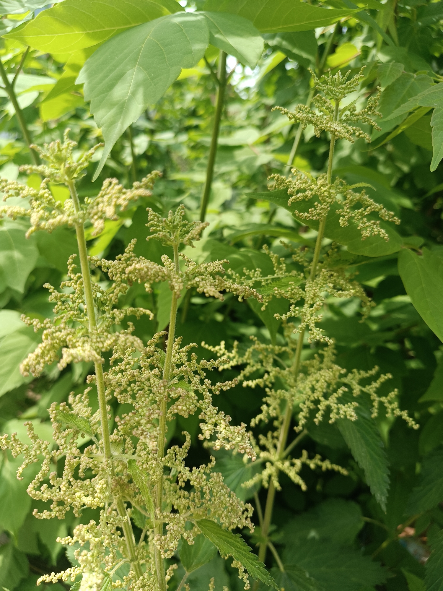The image shows a close-up of flowering stinging nettle plants (Urtica dioica). The plants have characteristic serrated, oval leaves and green stems with clusters of tiny, off-white flowers. The plants are growing amongst other green foliage, which may be trees or shrubs, but cannot be precisely identified. The photo was taken in the city of Chaikovsky, Russia.