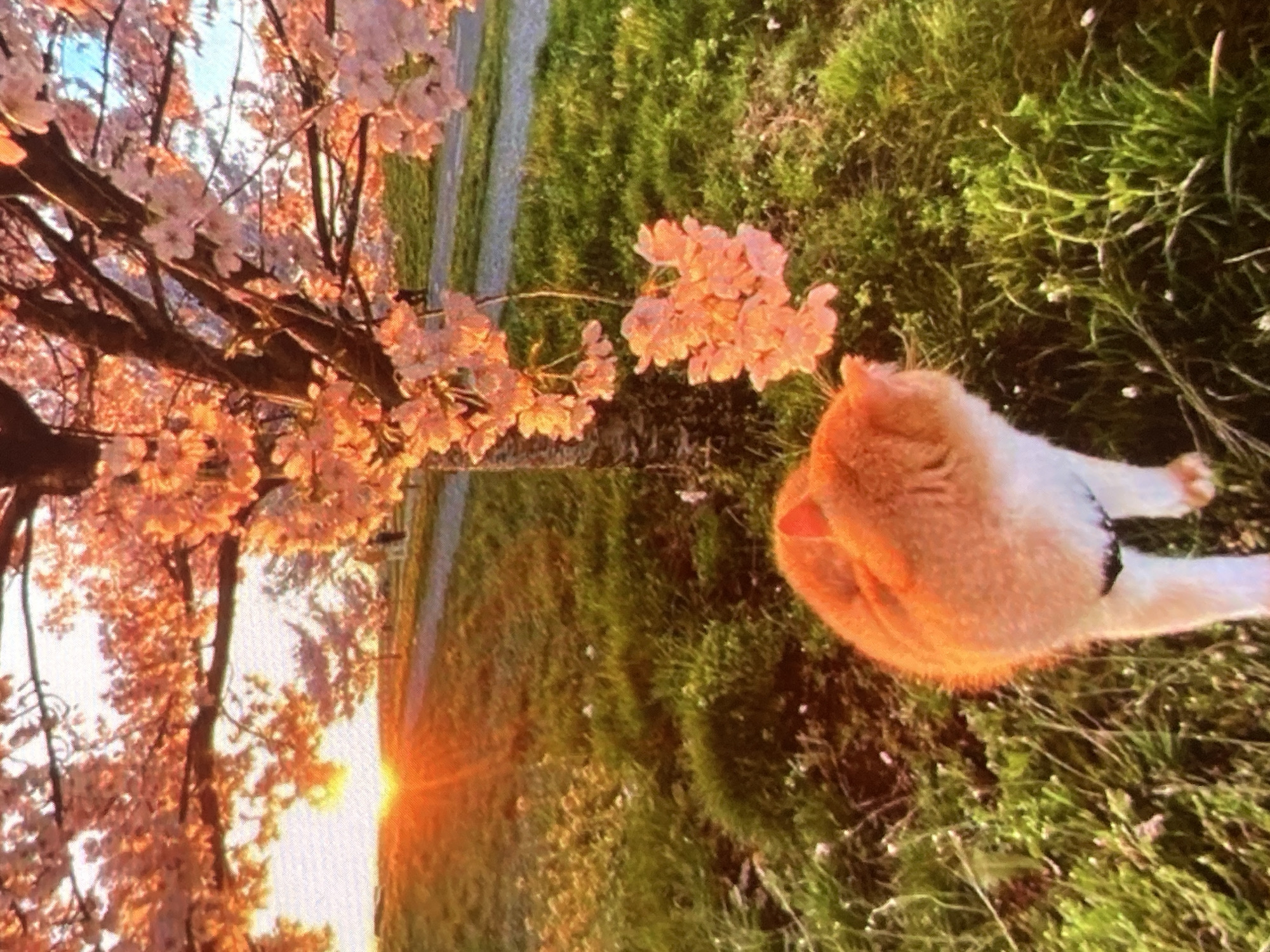 In Ustyvytsia, Ukraine, a ginger and white cat with a black harness stands in lush green grass. The cat is facing away from the camera, towards a tree adorned with delicate pink blossoms. The sun is setting behind the tree, casting a warm, golden glow over the scene and illuminating the petals. The sky is a soft blue with hints of orange from the setting sun. A paved path is visible in the background, with a few silhouetted figures walking in the distance.