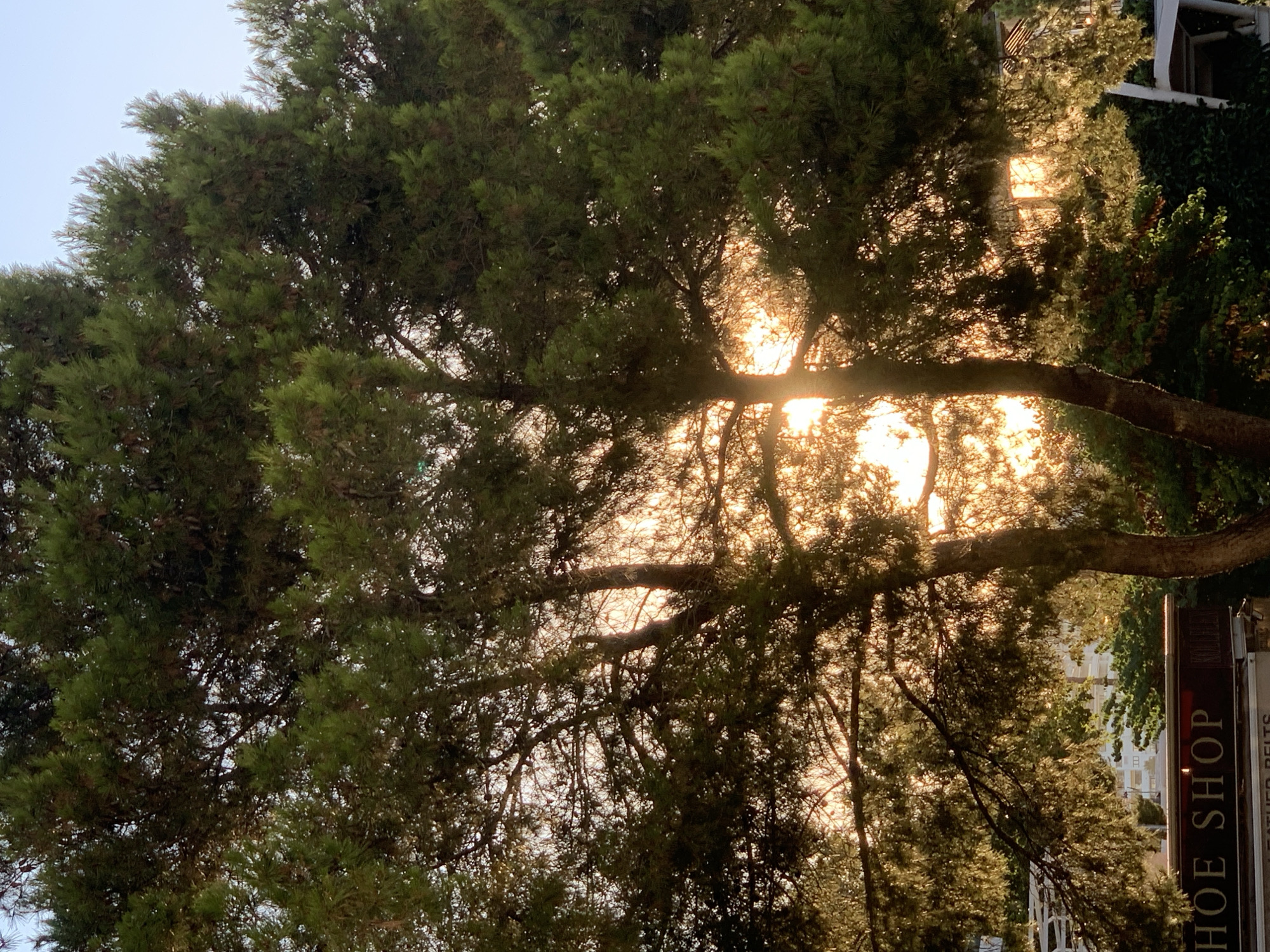 A golden sunset filters through the branches of a large evergreen tree in Palmanova, Spain. The light creates a warm glow, illuminating the needles of the tree and casting dappled shadows. In the foreground, a portion of a sign reads "SHOE SHOP" in white lettering on a dark background, suggesting a commercial area. The background reveals more greenery and hints of buildings, indicating an urban or semi-urban setting within the coastal town. The sky above is a pale blue, suggesting the end of the day. There are no people or animals visible in the frame.
