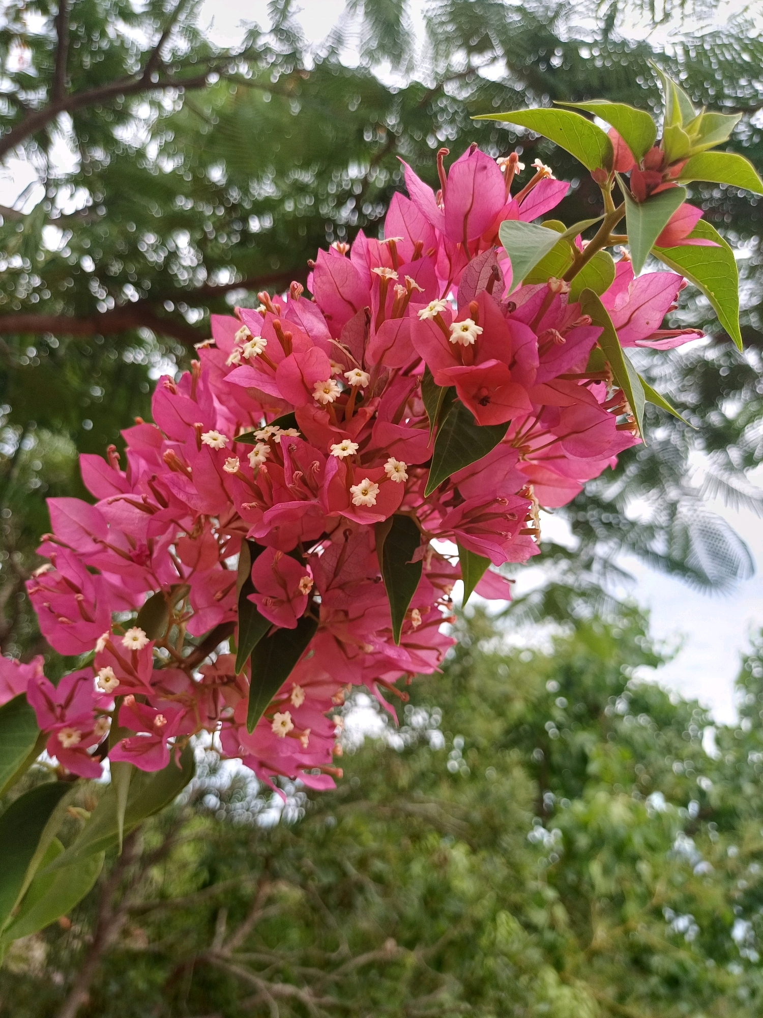 A close-up, low-angle outdoor shot features a cluster of vibrant pink bougainvillea flowers in focus, with their delicate white pistils visible. The bougainvillea branch extends from the left side of the frame and curves towards the top right. Green leaves are interspersed among the flowers. The background is a soft blur of lush green foliage, with hints of branches and a bright sky. The scene appears to be from a garden or natural setting in Nha Trang, Vietnam, possibly a park or a residential area, given the abundance of greenery typical of the region. There are no people or animals visible in the image.