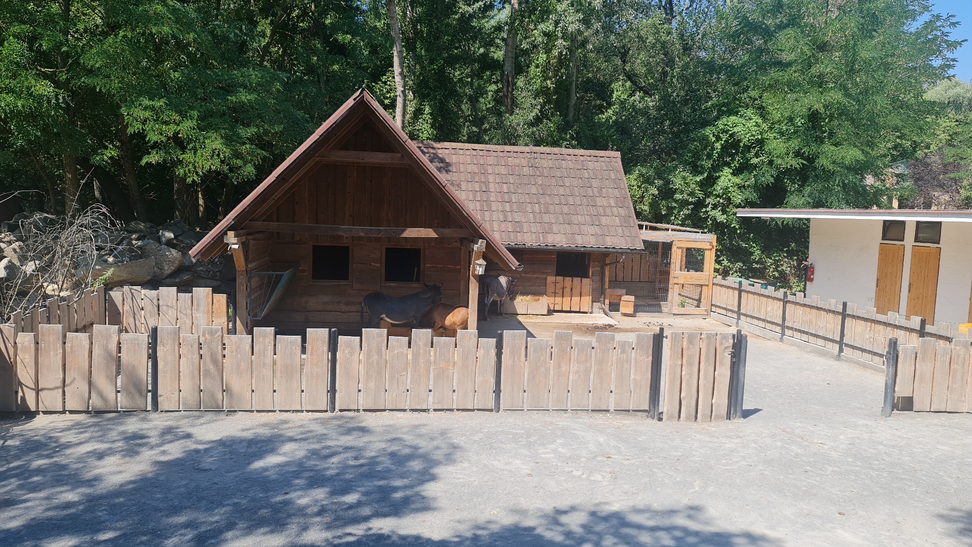 This image depicts a rural scene, likely a zoo or farm, with a rustic wooden barn structure and a light-colored building in the background. The barn has a tiled roof, and two dark windows are visible on its front. A light brown fence encloses an area in front of the barn, where two donkeys and a smaller animal, possibly a goat, are present. The ground is covered in gravel and dirt, with shadows cast from the trees that surround the area. The building in the background has a white facade and wooden doors. The image has been taken in daylight, on a sunny day. There are no humans visible in the image.