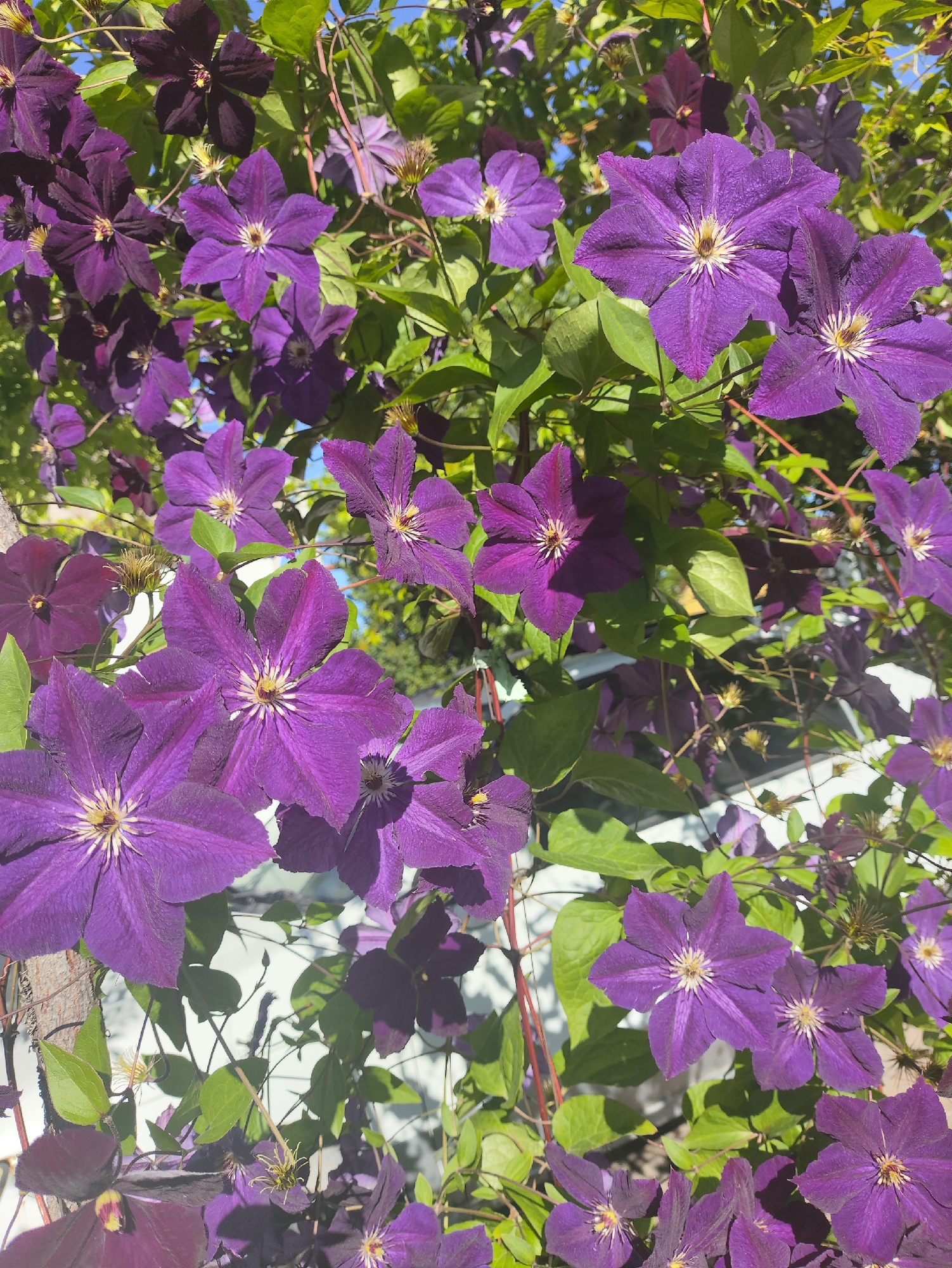The image depicts a cluster of vibrant purple clematis flowers in full bloom, set against a backdrop of green foliage and a bright blue sky. The flowers exhibit characteristic star-shaped petals with delicate veining. Some petals appear slightly darker, indicating variations in hue or lighting. The clematis are intertwined with their leaves and thin, woody stems, suggesting they are growing on a trellis or vine. The scene is natural and outdoors, with sunlight illuminating the blossoms, creating highlights and shadows. There are no people or animals visible in the image. The overall impression is one of natural beauty and growth. This image does not contain any information that can identify its location in the city of Aktobe, Kazakhstan.