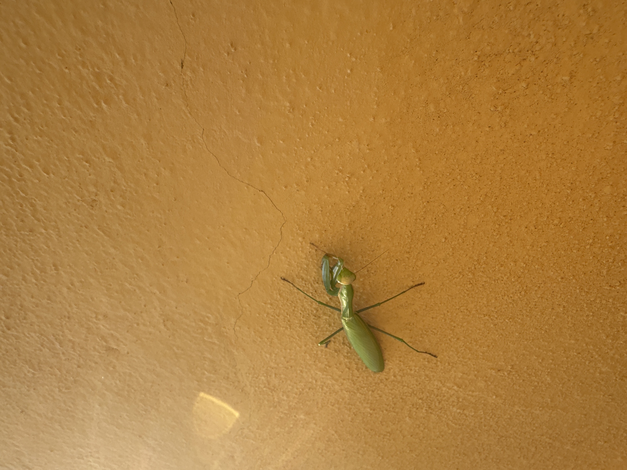 A green praying mantis is stationary on a textured, ochre-colored wall in Balerna, Switzerland. The wall has a rough, uneven surface with small bumps and a thin crack running horizontally through it. A patch of bright light is visible in the upper left quadrant of the image, casting a faint reflection on the wall. The praying mantis is oriented diagonally, facing towards the right side of the frame. Its body is elongated and slender, with its forelegs held in a characteristic predatory stance. Its head is triangular with prominent compound eyes. The background is entirely the ochre wall, with no other objects or environmental features visible.