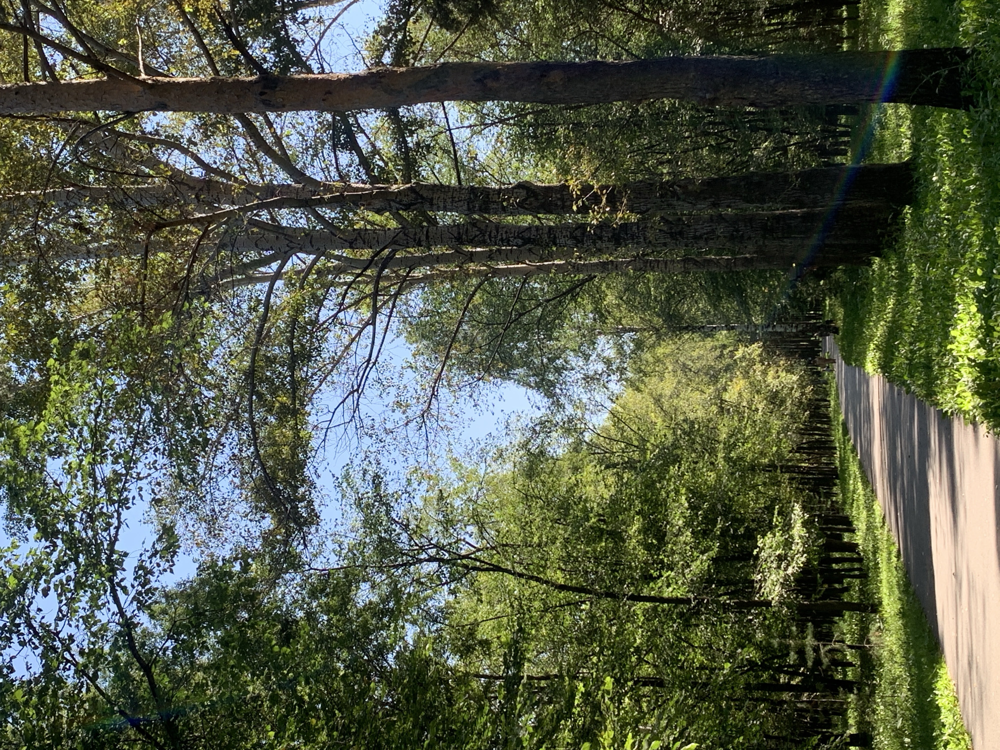 The image depicts a paved pathway winding through a sun-dappled forest in Prokopyevsk, Russia. Tall trees with lush green foliage line both sides of the path, casting dappled shadows on the ground. The sky is a clear blue, visible through gaps in the canopy. The path appears to be in a park or wooded area, with grass and undergrowth growing along its edges. The overall scene conveys a sense of tranquility and natural beauty. No people are clearly visible in the image, though a distant figure might be present on the pathway.
