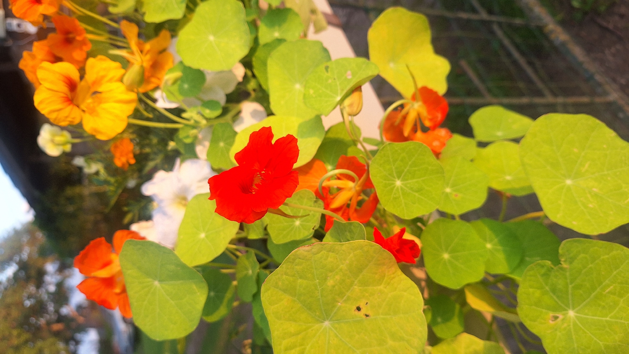 This is a close-up, high-angle shot of a cluster of nasturtium flowers and their large, round, green leaves. The flowers are predominantly red and orange, with some yellow blooms visible in the background. The leaves are a vibrant green, with prominent veins radiating from the center. The shallow depth of field blurs the background, which appears to be an outdoor setting with a hint of a fence or railing and some foliage. The lighting suggests it may be late afternoon or early evening, with the sunlight casting a warm glow on the plants. There are no people or text visible in the image. The scene conveys a sense of natural beauty and the vibrant colors of a garden.