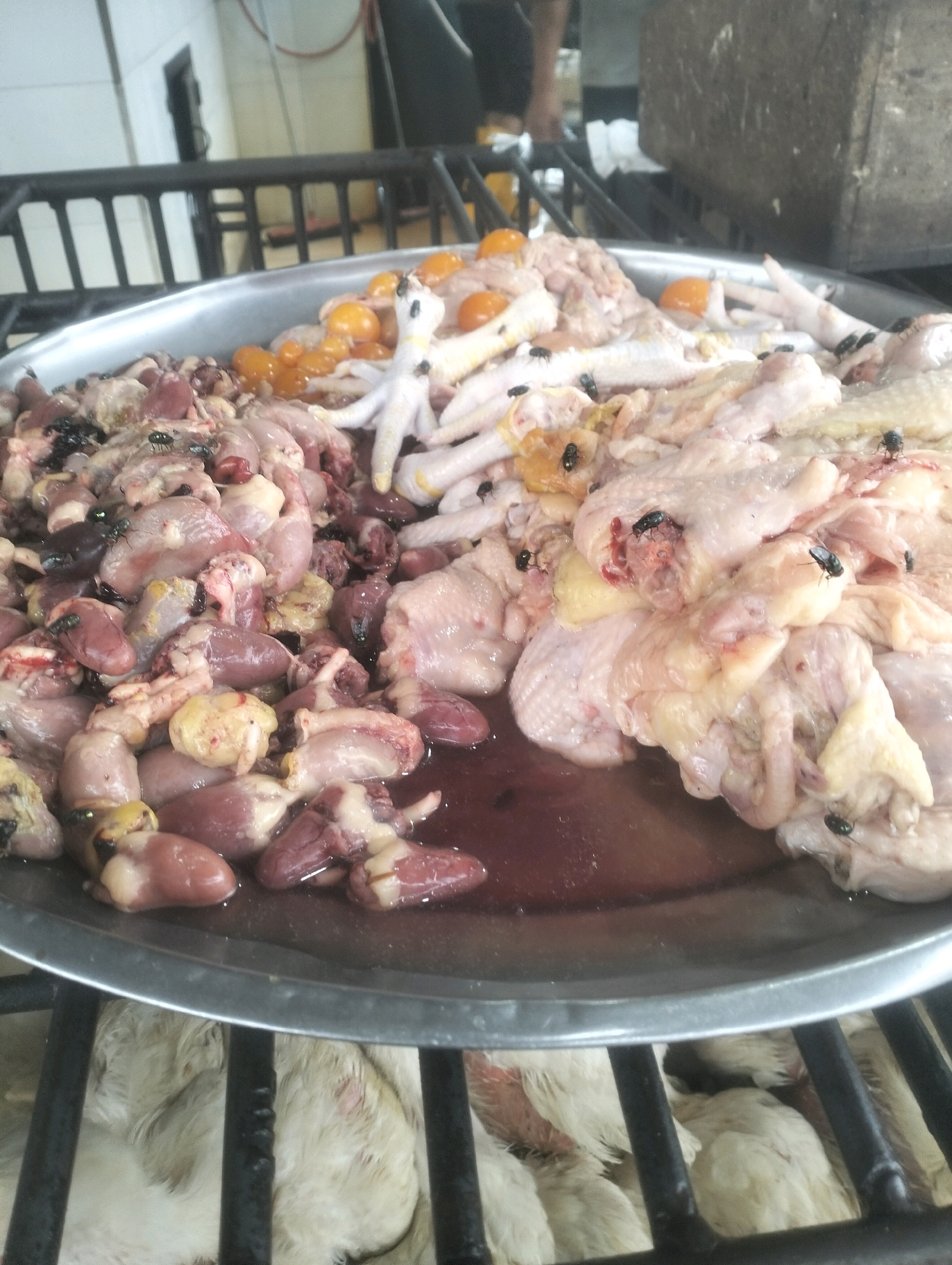 A large, shallow metal tray is filled with raw chicken parts, including wings, breasts, and internal organs such as hearts and livers. There are also clusters of small, round, yellow objects that appear to be chicken eggs or undeveloped eggs. Several flies are visible on the chicken parts and organs, indicating a potential hygiene issue. The tray is placed on a metal rack, and below the rack, several white chickens are visible. The background suggests an indoor setting, possibly a market or processing area, with tiled walls and industrial shelving. The image appears to be taken in Balik Alam, Indonesia.