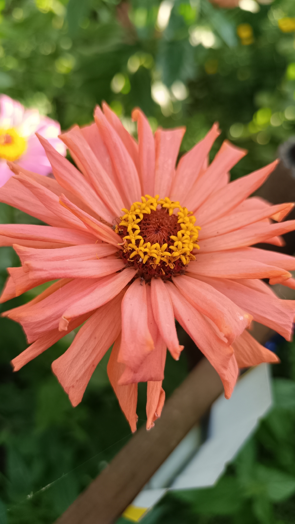 A close-up, vertical, full-frame photograph shows a bright pink zinnia flower in full bloom. The flower's petals are arranged in a radial pattern, with a dark brown center surrounded by a ring of small, yellow florets. The background is a blur of green foliage, suggesting an outdoor garden setting. The image is sharp and well-lit, highlighting the intricate details of the flower. No people, structures, or identifying landmarks are visible.