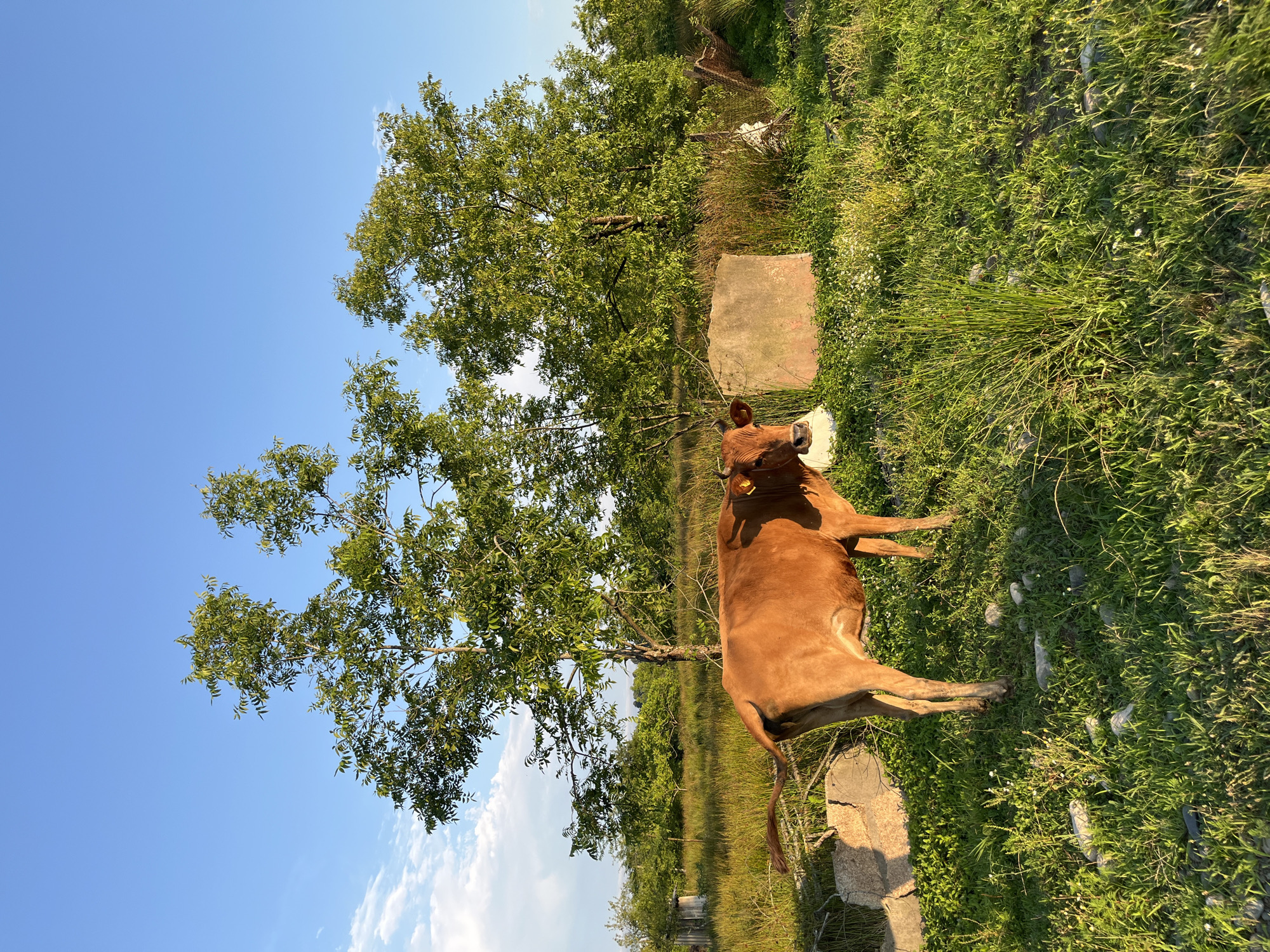 A brown cow stands in a grassy field, facing left, with its tail flicking. The cow has a yellow tag in its ear. Behind the cow, there are several green trees, with lush foliage. A light-colored, flat-topped stone lies in the field to the right of the cow. In the background, there are more trees and vegetation, with a fence made of what appears to be wire and wood. The sky above is a clear, bright blue with a few wispy clouds. The scene is lit by sunlight, casting shadows on the grass and highlighting the textures of the environment. The location is Ureki, Georgia, suggesting a rural or semi-rural setting.