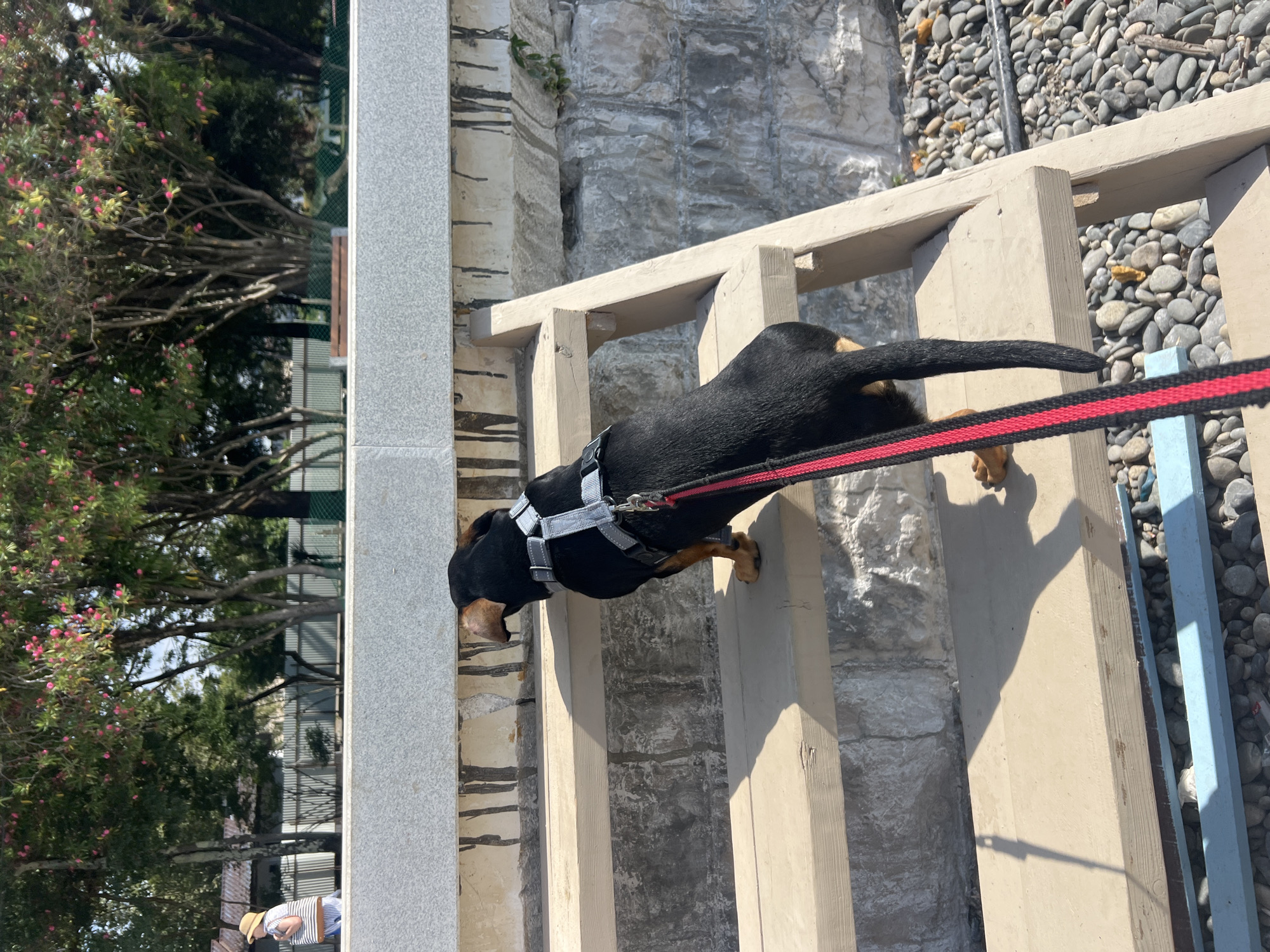 A black and tan dog wearing a grey harness and a red and black leash is climbing a set of wooden stairs outdoors. The stairs are positioned against a rough stone wall. In the background, there are trees with pink flowers and a glimpse of a person wearing a straw hat and a striped shirt. The ground near the stairs is covered with pebbles. The scene appears to be in a park or a recreational area in Sokhumi, Abkhazia.