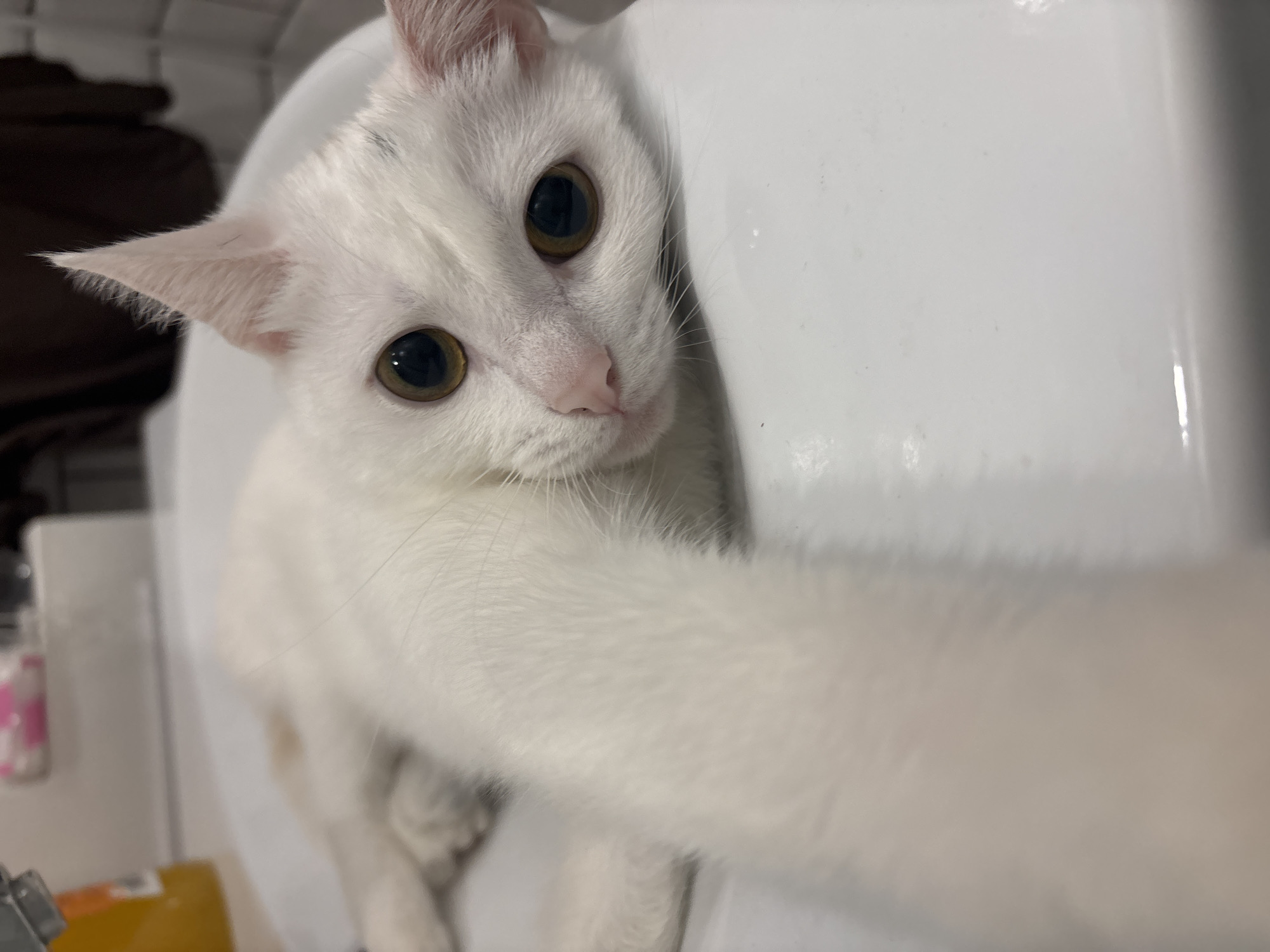 A white cat with large, amber eyes is lying in a white sink. Its head is tilted and resting on the edge of the sink, and its body is stretched out. One of its front paws is extended towards the camera, creating a selfie-like composition. The cat's fur appears soft and fluffy. In the background, out of focus, are some blurred objects, possibly toiletries or household items. The overall scene is a close-up shot of the cat in a bathroom setting.