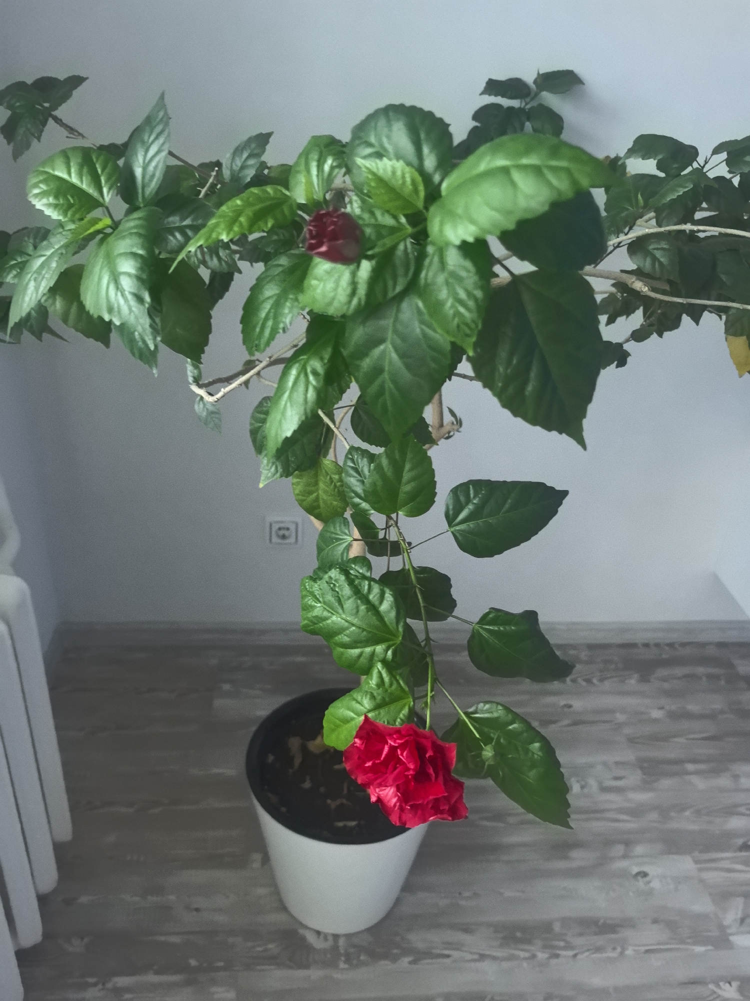 A potted hibiscus plant with vibrant green leaves and red flowers is positioned indoors, near a light-colored wall and a wooden floor. The plant is in a white pot filled with dark soil. One fully bloomed red flower is prominent at the lower center of the image, while a darker red bud is visible towards the upper center. The background shows a wall with a white electrical outlet and a portion of a white chair or furniture on the left side. The lighting suggests an indoor environment, possibly with natural light contributing to the scene. This image is not definitively located in Magadan, Russia.