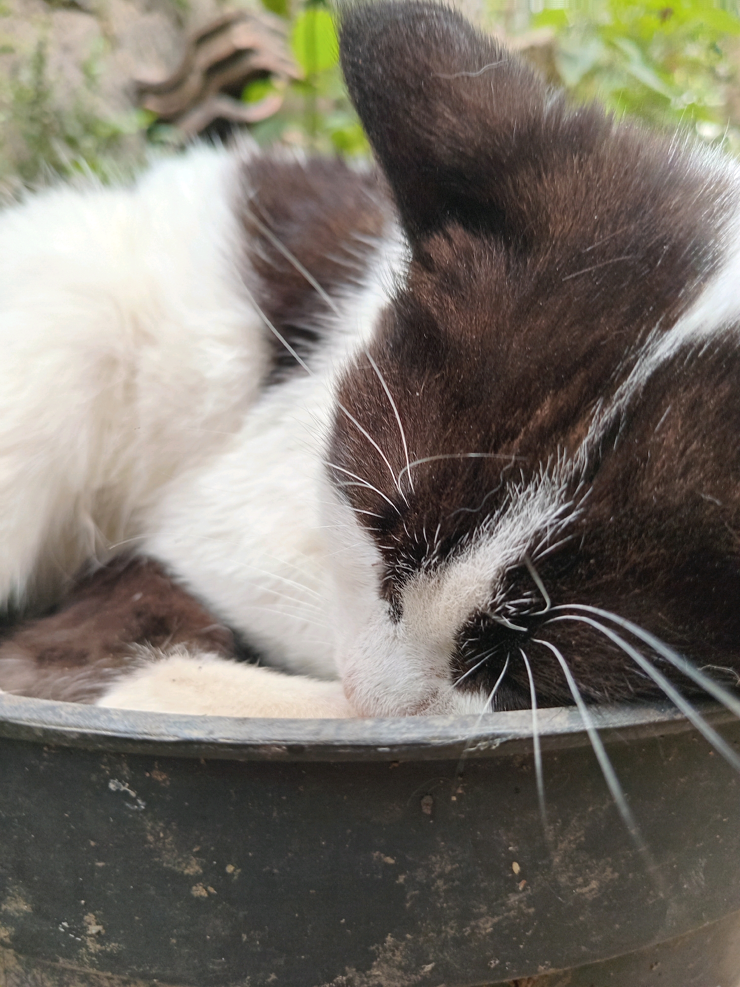 A close-up, low-angle shot shows a black and white kitten sleeping curled up in a dark gray planter. The kitten's head is nestled into its body, with its black fur predominating near the viewer, and white fur covering its chest and abdomen. Its whiskers are prominent, fanning out from its muzzle. The planter's edge is visible in the foreground, appearing textured and slightly worn. In the blurred background, green foliage and brown, dry leaves suggest an outdoor environment, possibly a garden in Claket, Indonesia. The lighting is natural and soft, highlighting the textures of the kitten's fur and the planter.
