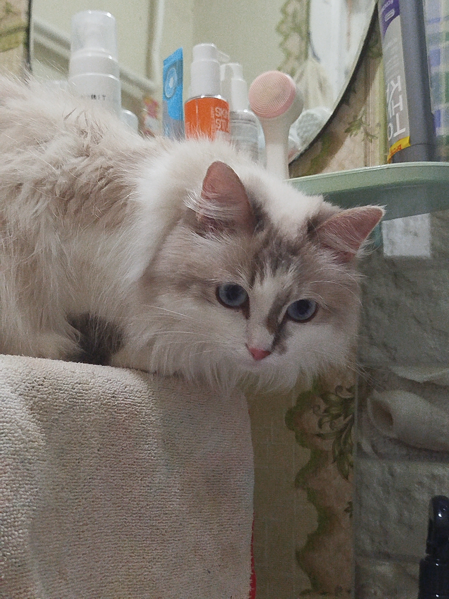 A fluffy, long-haired cat with blue eyes and a white and light brown coat rests on a beige towel. The cat is positioned in what appears to be a bathroom setting, as indicated by the presence of toiletries, a mirror, and a shelf. Behind the cat and on the shelf are several bottles and a pink facial brush. The wallpaper is decorated with a pattern featuring images of cherubs. The location is unidentified.