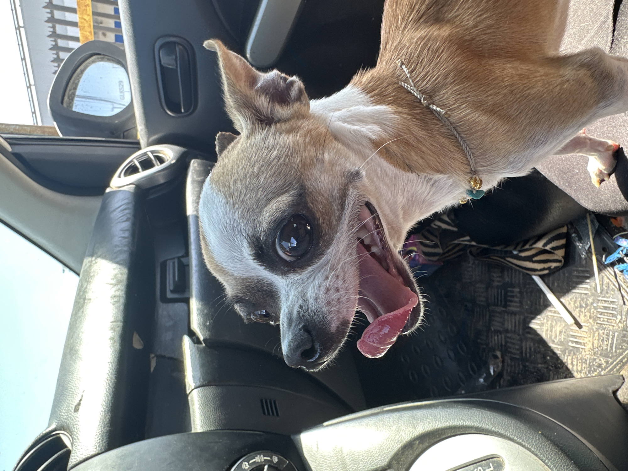A small tan and white chihuahua dog is panting with its mouth open, tongue visible, inside a parked car, as seen from a low, close-up, canted angle. The car's interior is predominantly black and gray, featuring a steering wheel, dashboard, air vents, and side mirror. The dog is wearing a silver braided collar with turquoise and gold colored adornments. Debris, including a zebra-patterned fabric and assorted items, litters the car floor. The outdoor environment appears bright and sunny. While the city of Arica, Chile, cannot be definitively confirmed from the visual content, the overall scene suggests a typical roadside environment.