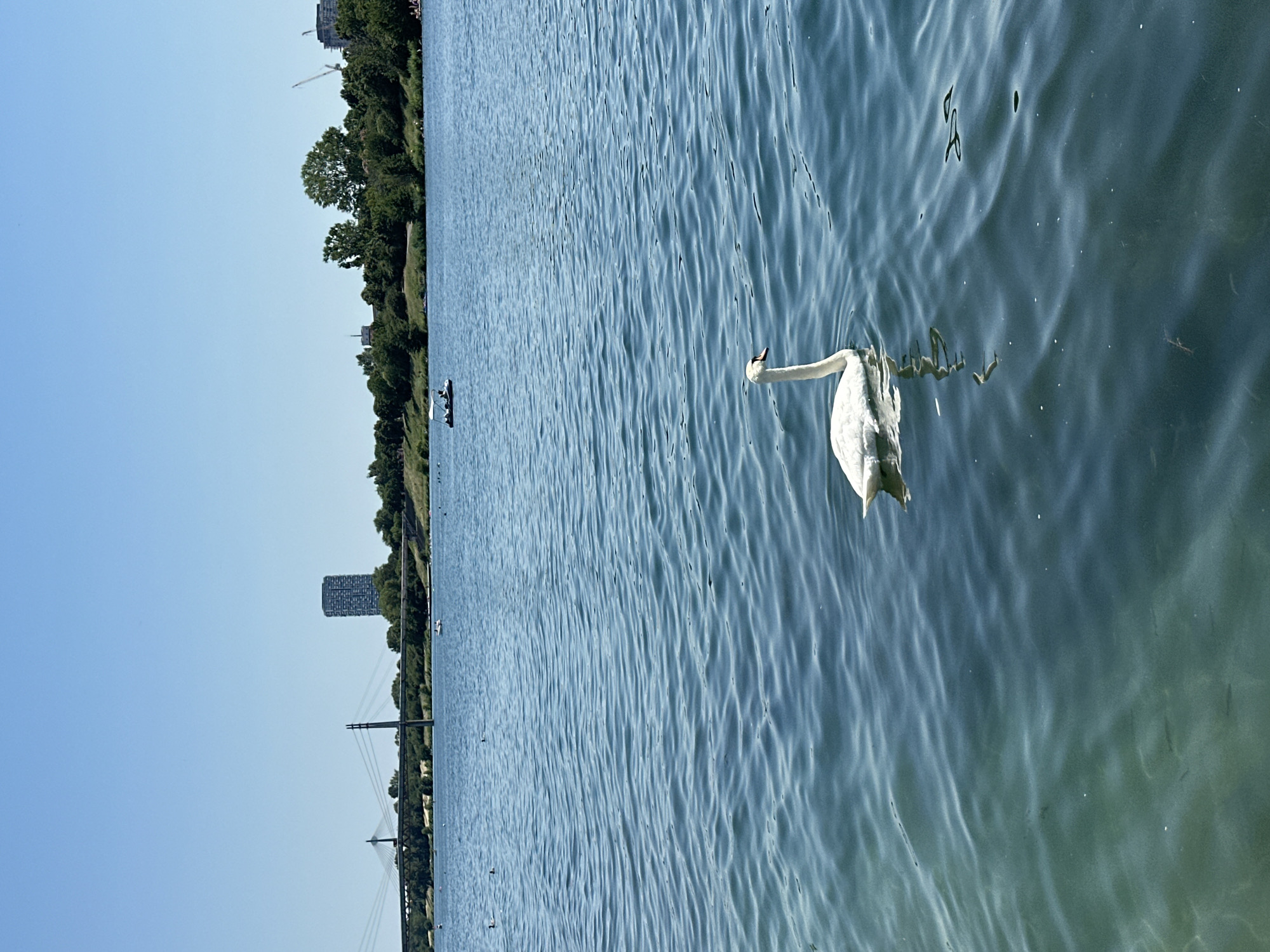 A swan is swimming on the Danube River in Vienna, Austria. The swan is white with an orange beak and is in the foreground of the image. The water is blue and rippled, with sunlight reflecting off of it. In the background, there is a bridge, trees, and buildings. There are also a few small boats on the river, and some people can be seen on the shore. The sky is clear and blue. The image is taken from a low angle, looking across the water.