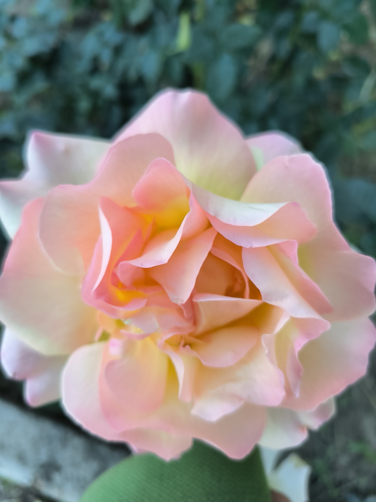 The image shows a close-up of a pale pink and yellow rose in bloom. The petals are soft and layered, with delicate shading. The background is a blur of green foliage and a hint of a gray, textured surface, possibly a stone or concrete structure, and a patch of green fabric. The scene appears to be outdoors in a garden setting. There is no discernible information about the city of Tiraspol, Moldova in the image.