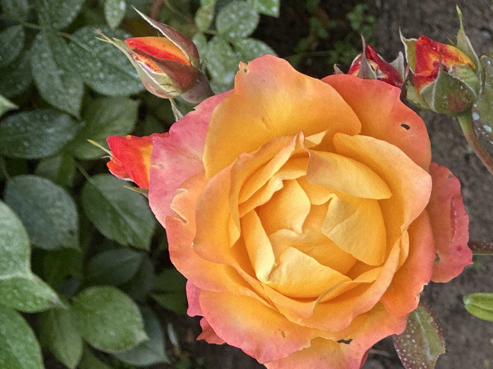 A close-up, high-angle shot shows an orange and pink rose in full bloom, with several red and orange rosebuds partially visible to its right. The rose petals are layered and ruffled, with the center displaying a deep yellow hue. The background consists of blurred green leaves and dark soil. The image is clear and the lighting is bright, highlighting the vibrant colors of the rose. There is no indication of the location in Ostafievo, Russia.