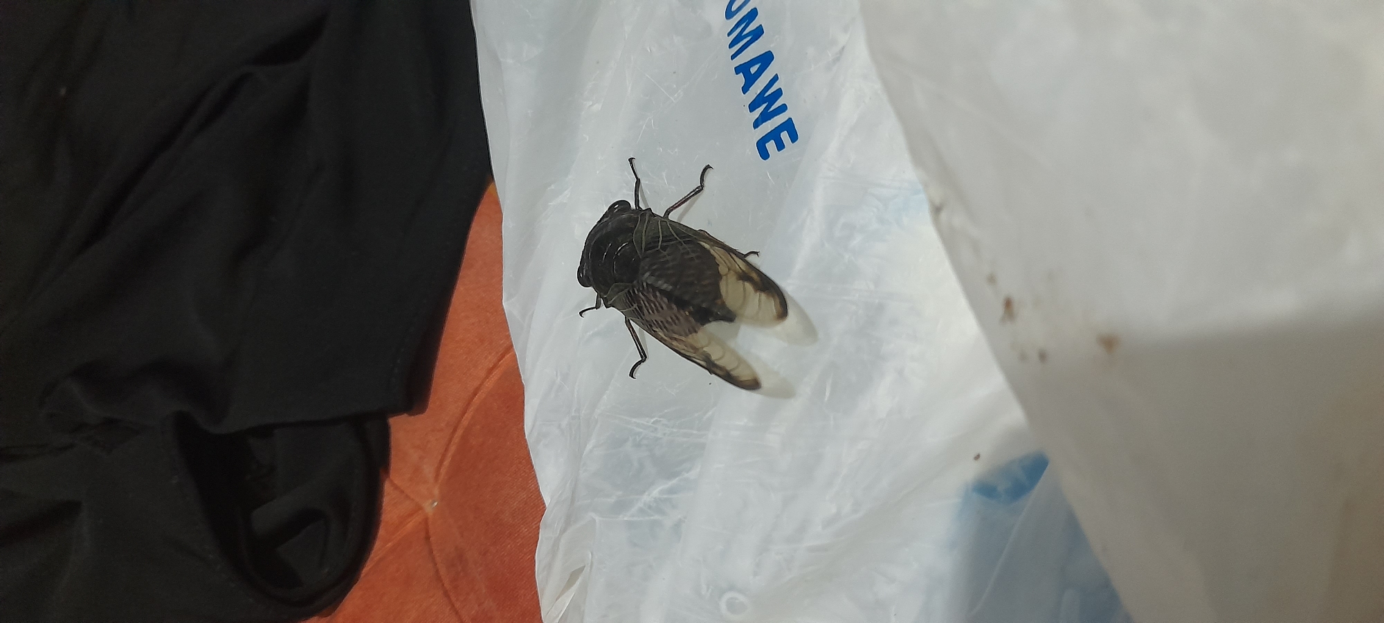 A cicada sits on a white plastic bag with "UMAWE" partially visible in blue letters. The bag is situated near some black clothing and a reddish-orange surface. The scene is inside, and the location of Buketteukuh, Indonesia is not evident from the image.