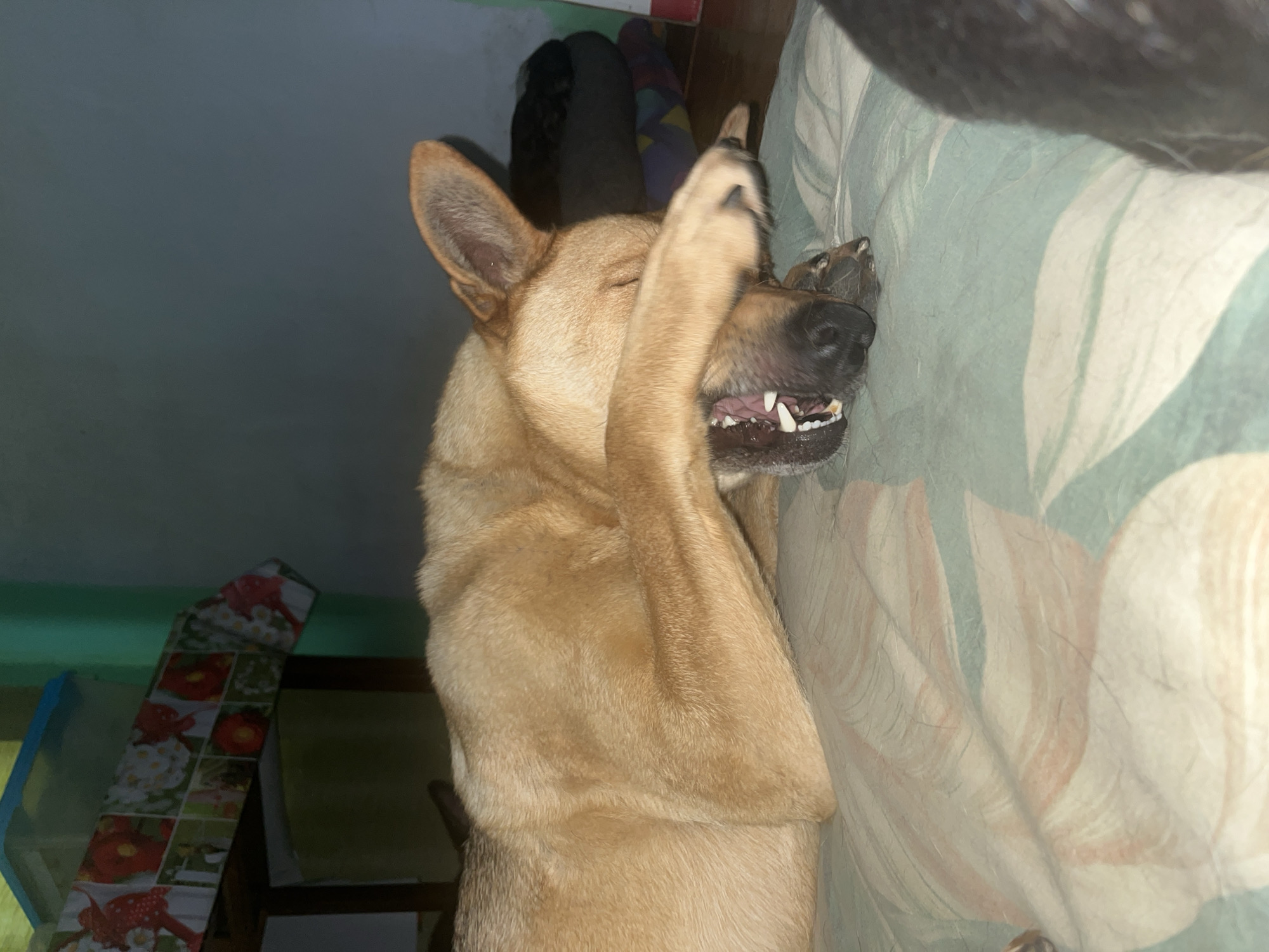 A tan dog is lying on its side on a patterned green and white fabric surface, its body is positioned from left to right across the frame. The dog's head is turned towards the viewer, with its snout facing downwards. Its mouth is open, revealing teeth and tongue. The dog's right paw is raised and covering its eyes. The background consists of a dark wall on the right and a table covered with a colorful tablecloth on the left. The table has a wooden frame and appears to be set against a wall that is painted green and has a bright blue plastic container on top. The scene is indoors, and the lighting suggests it is nighttime or a dimly lit room. There are no identifiable landmarks or features that suggest the specific location in Nizhny Tagil, Russia.