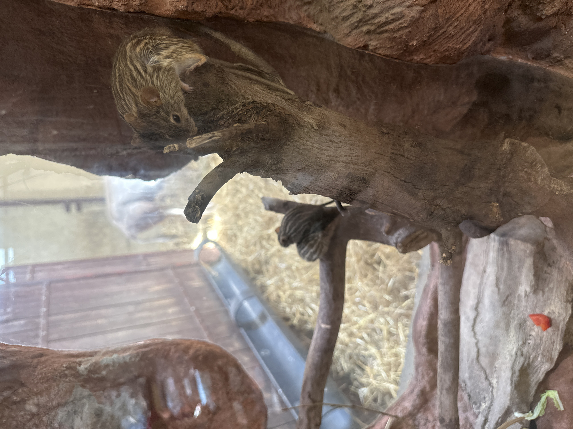 A small, striped-back mouse is perched on a tree branch inside an enclosure. The enclosure is part of the Afrykarium at the Wrocław Zoo in Wrocław, Poland. The enclosure also contains a slide, straw, and artificial rock features.