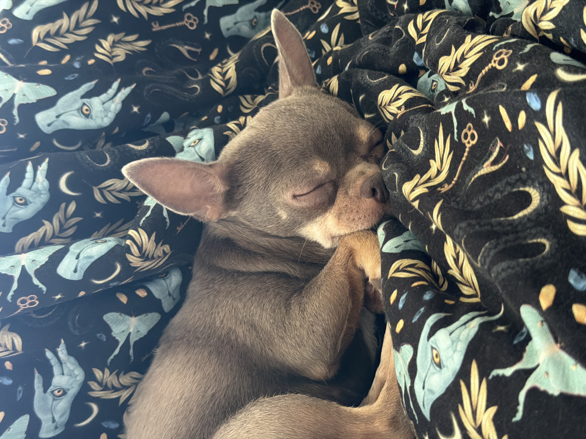 A sleeping chihuahua is nestled in a black blanket with an occult theme. The blanket is decorated with drawings of moths, snakes, keys, hands with eyes in the palms, crescent moons, and sprigs of leaves. The chihuahua has gray fur, closed eyes, and upright ears. Its front paws are curled near its face. There is no indication of the location being Saint Petersburg, Russia.